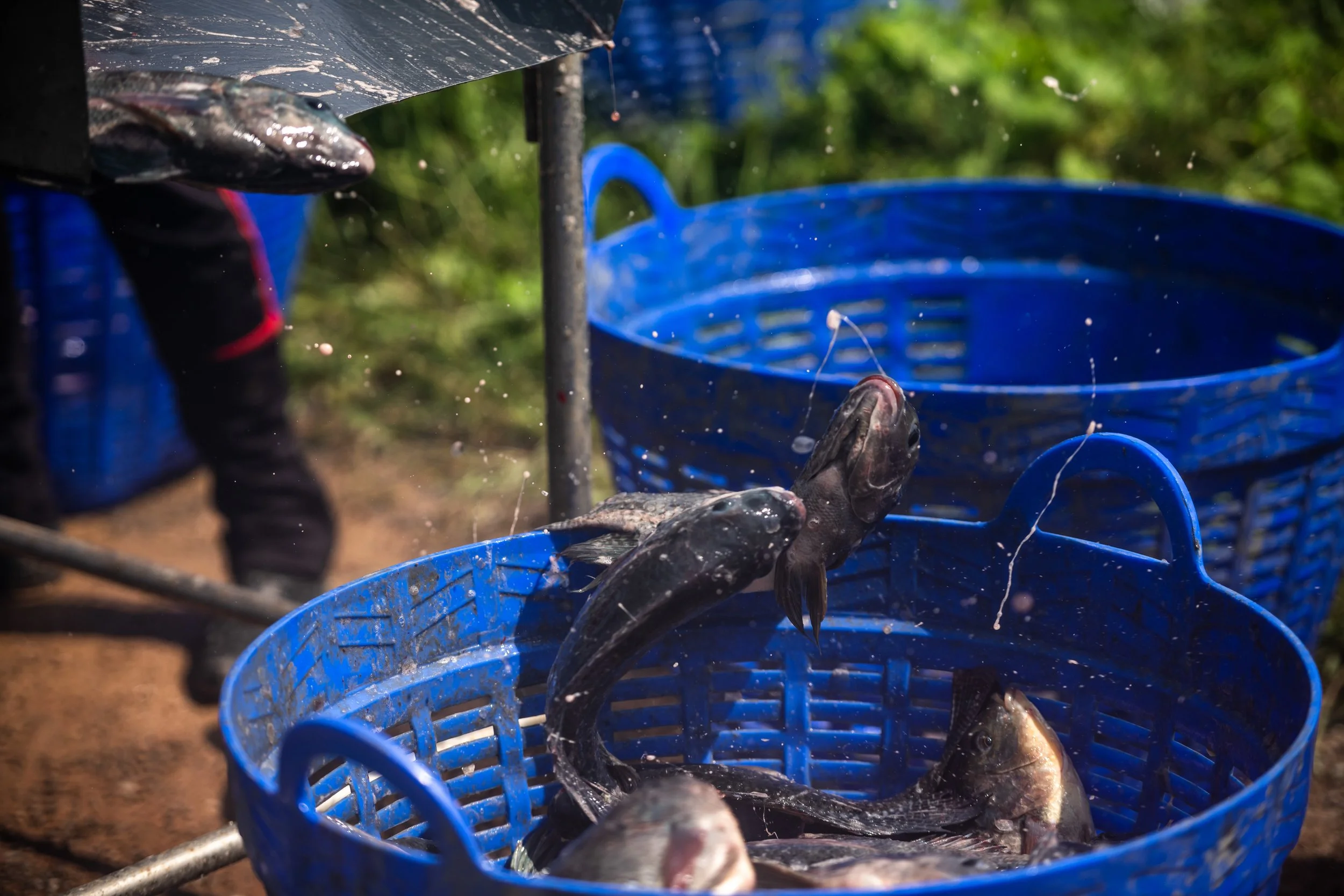 fish farm thailand-198.jpg