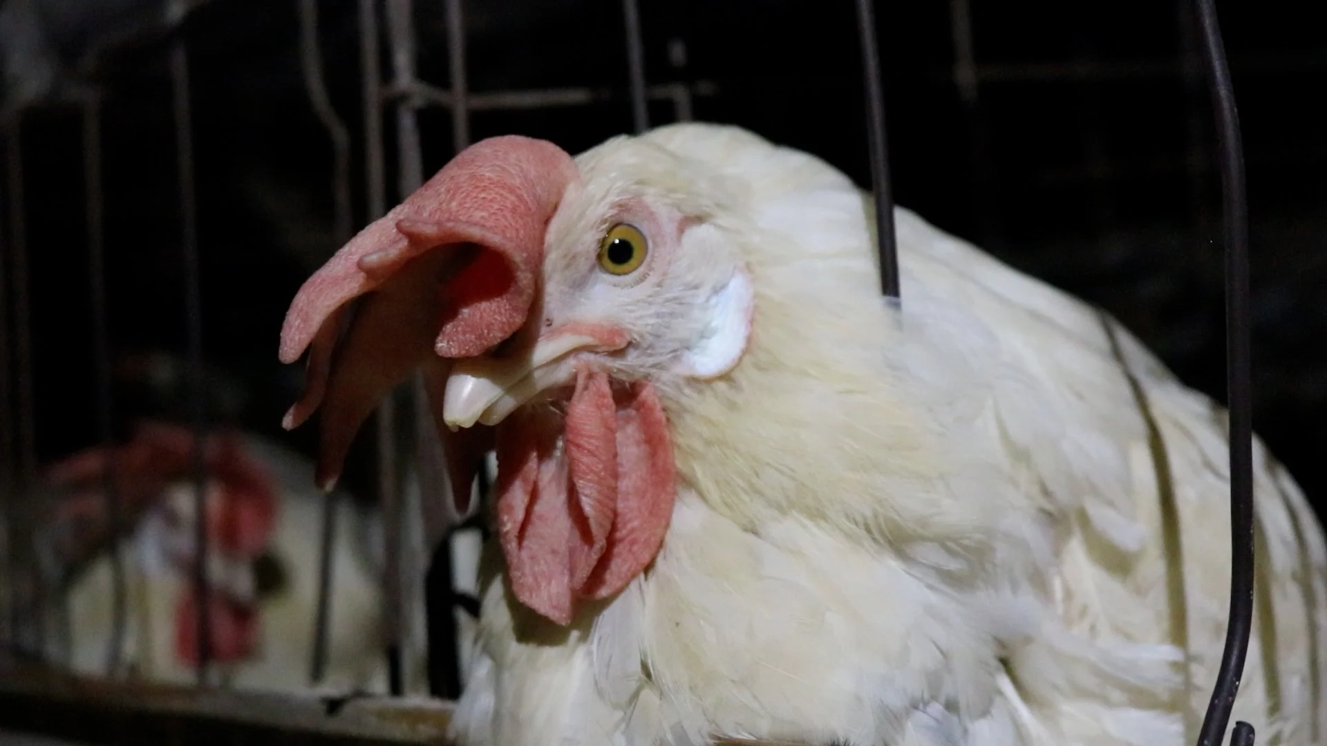 Brazilian egg farms (2020)