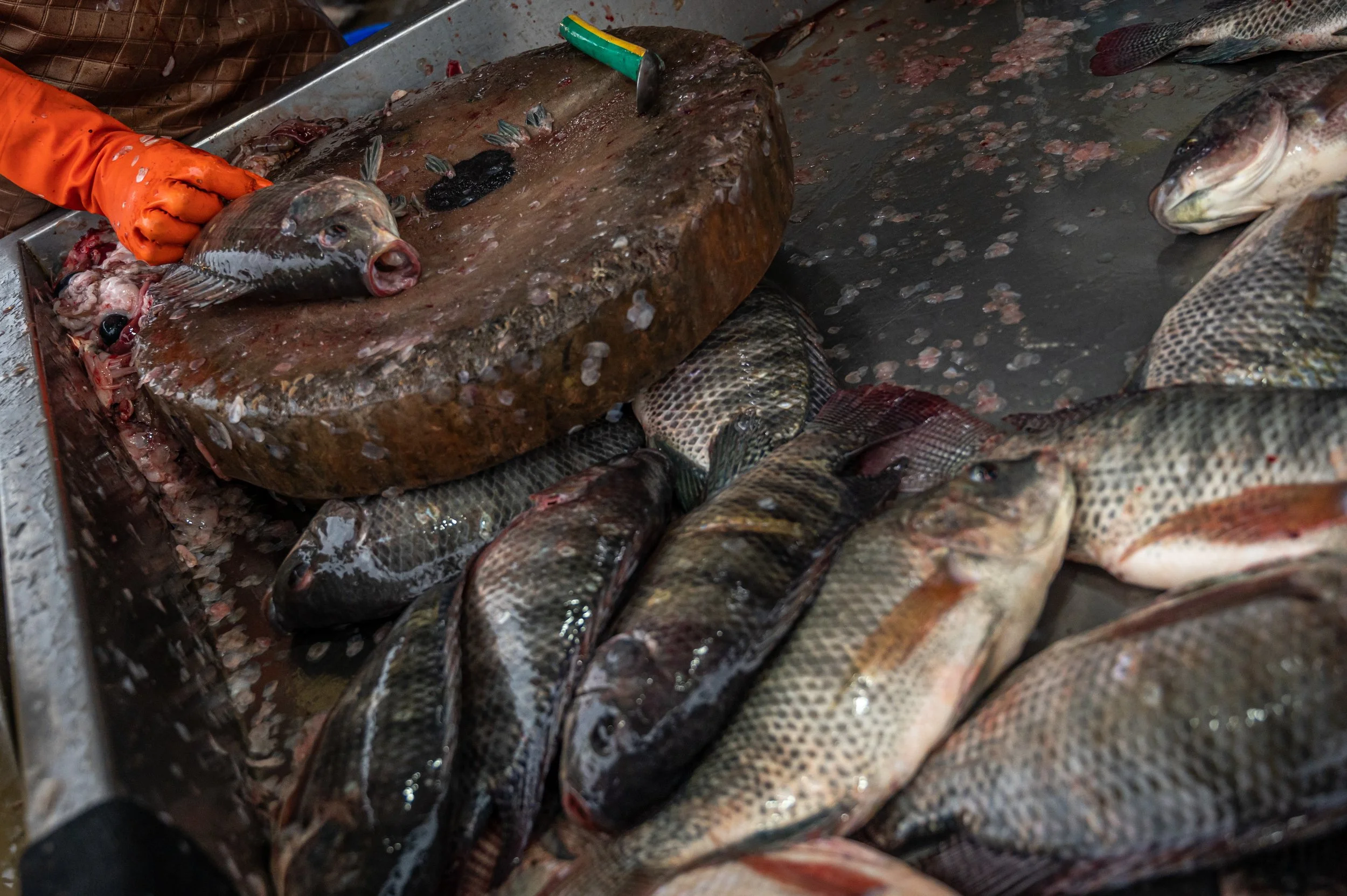 fish farm thailand-57.jpg