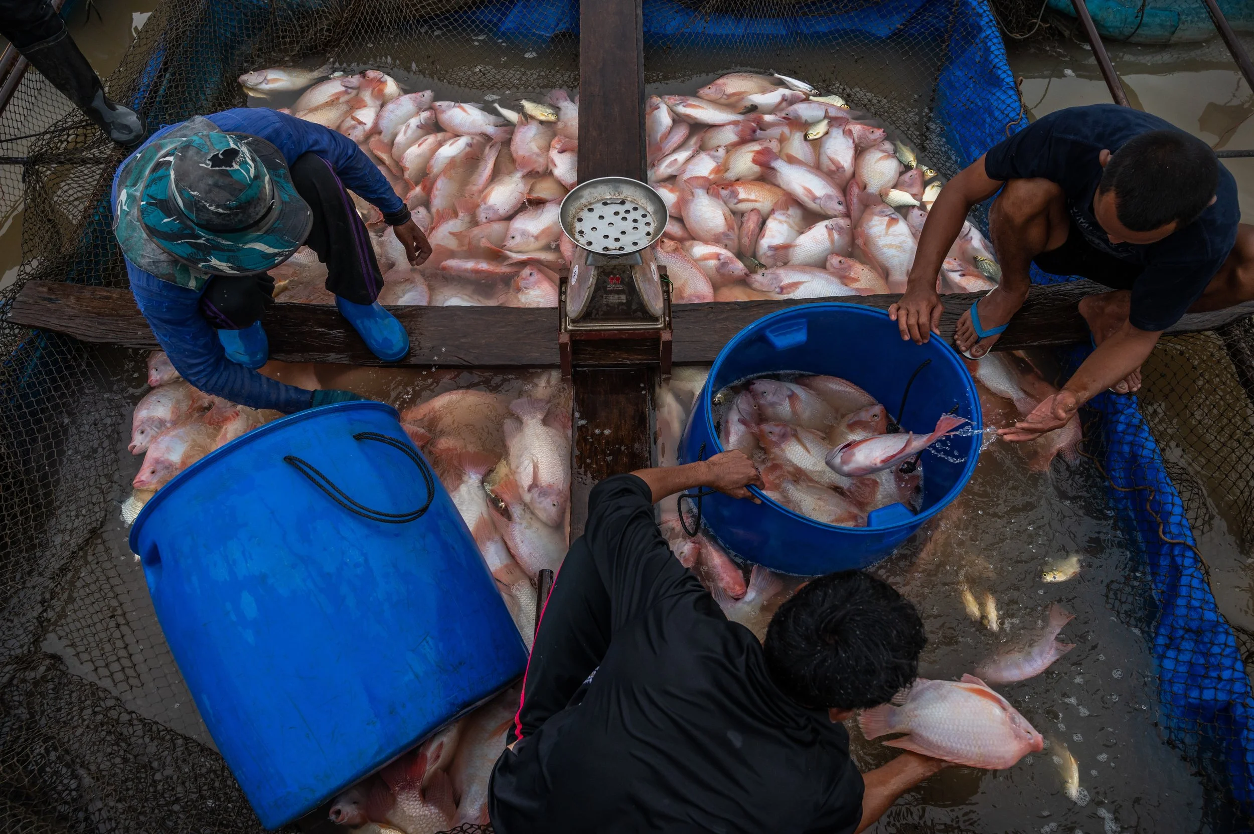 fish farm thailand-16.jpg