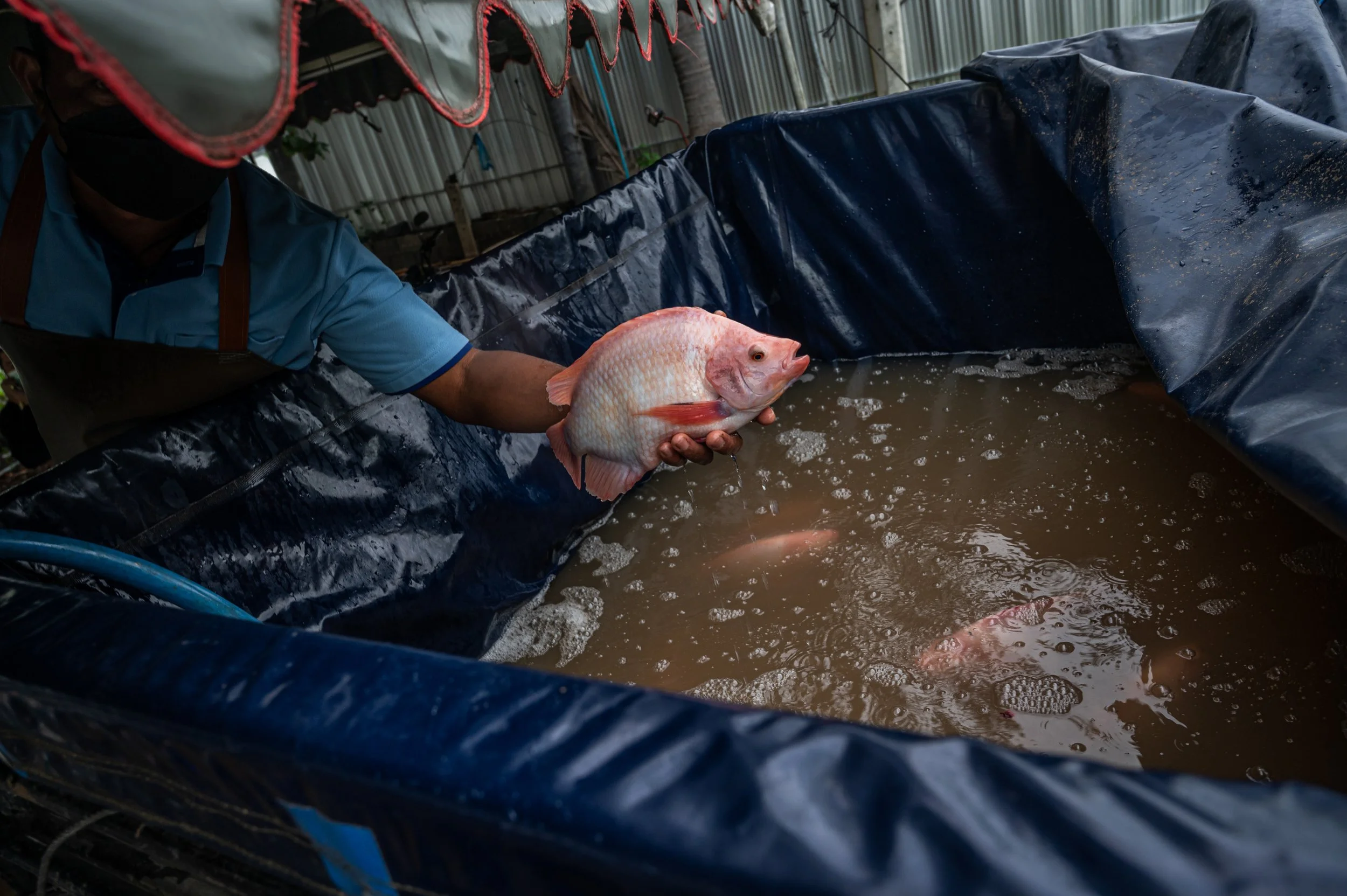 fish farm thailand-173.jpg