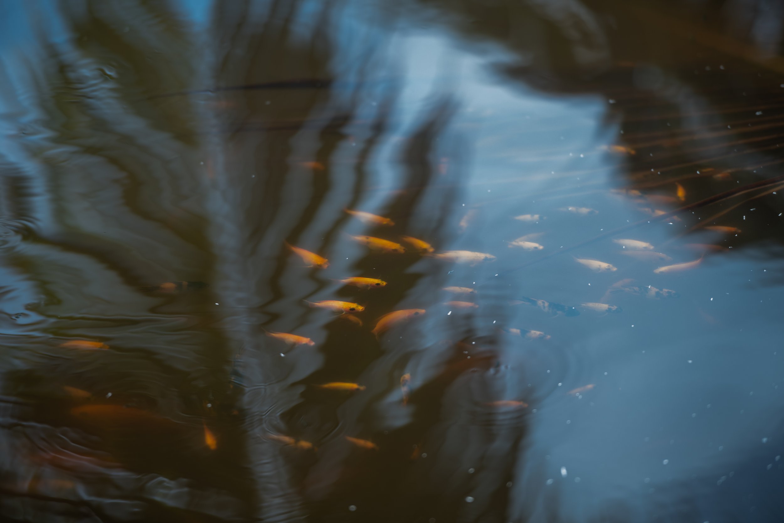 fish farm thailand-187.jpg