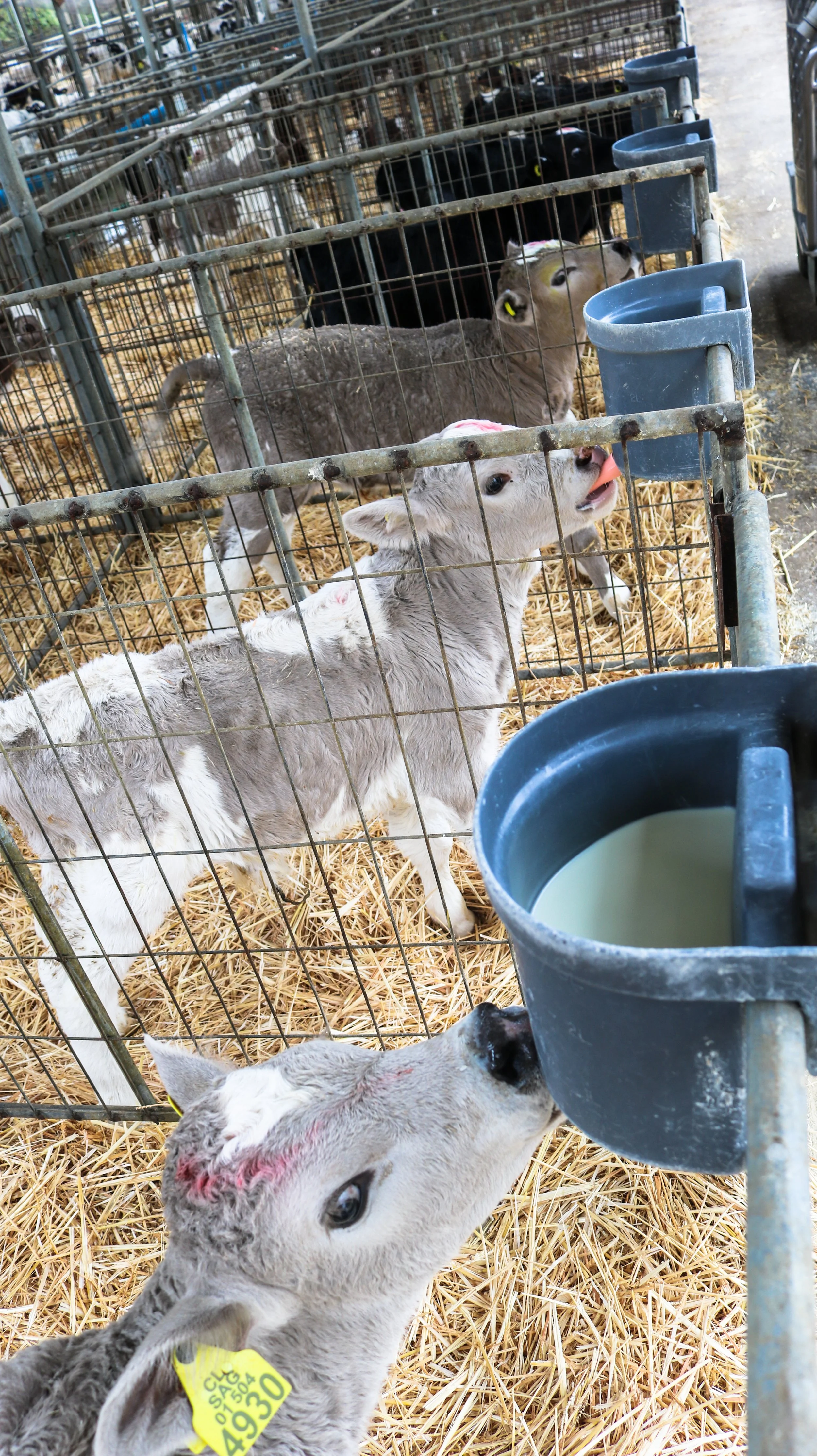 leche-32-of-32jpg.jpg