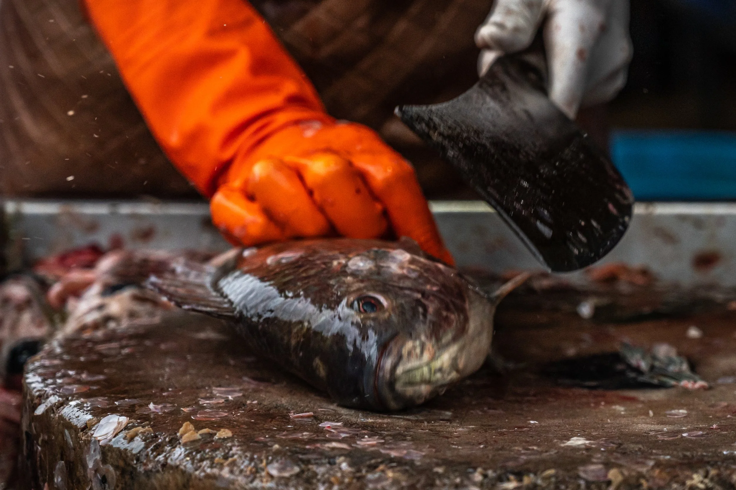 fish farm thailand-53.jpg