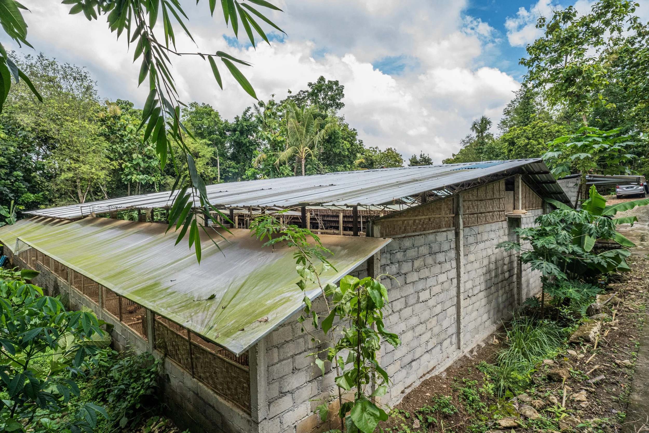 duck farm indonesia-13.jpg