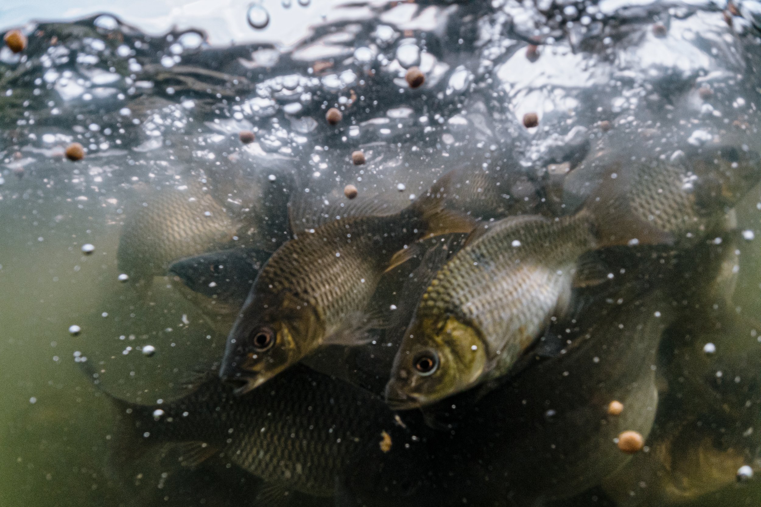 fish farm indonesia-18.jpg