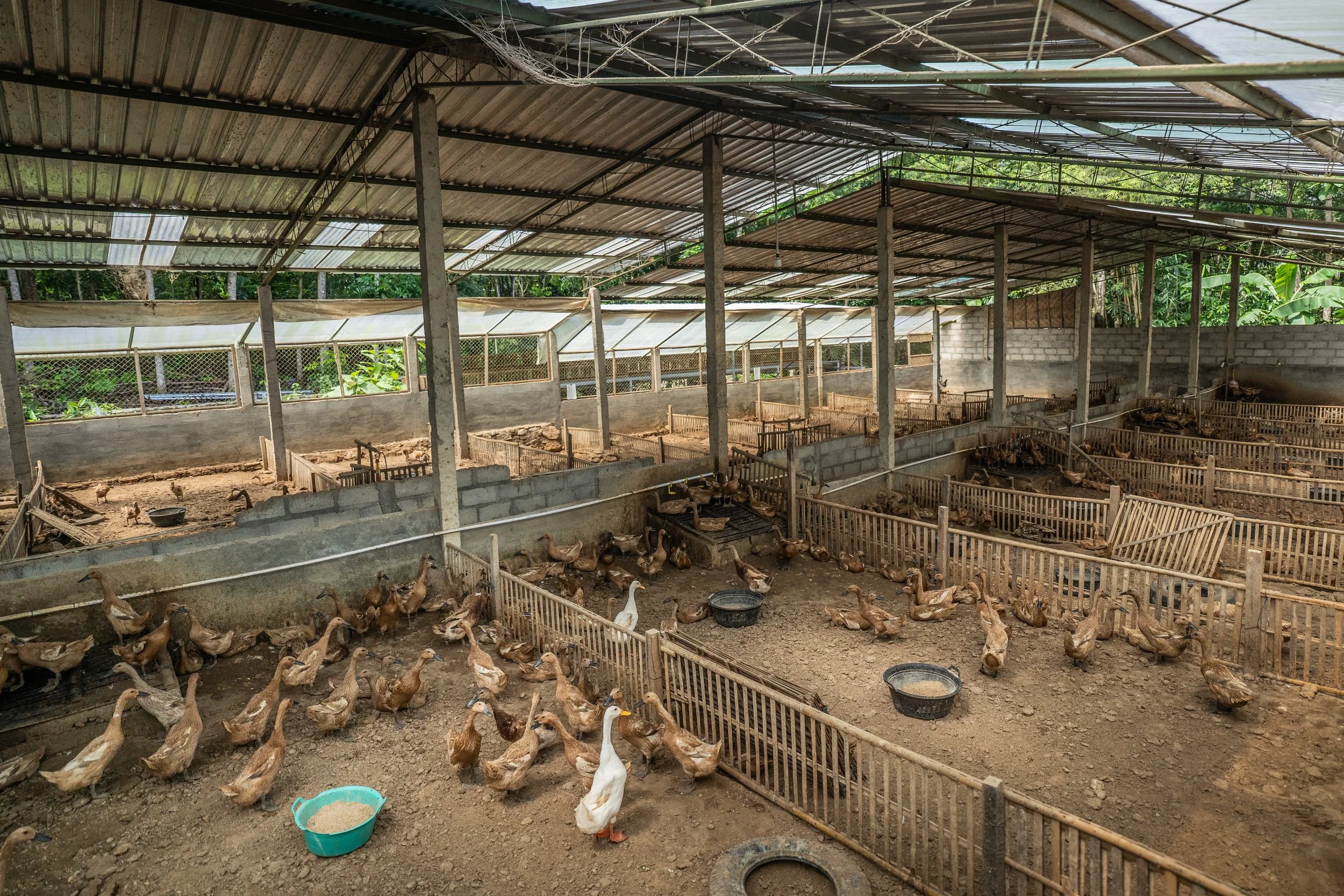 duck farm indonesia-12.jpg