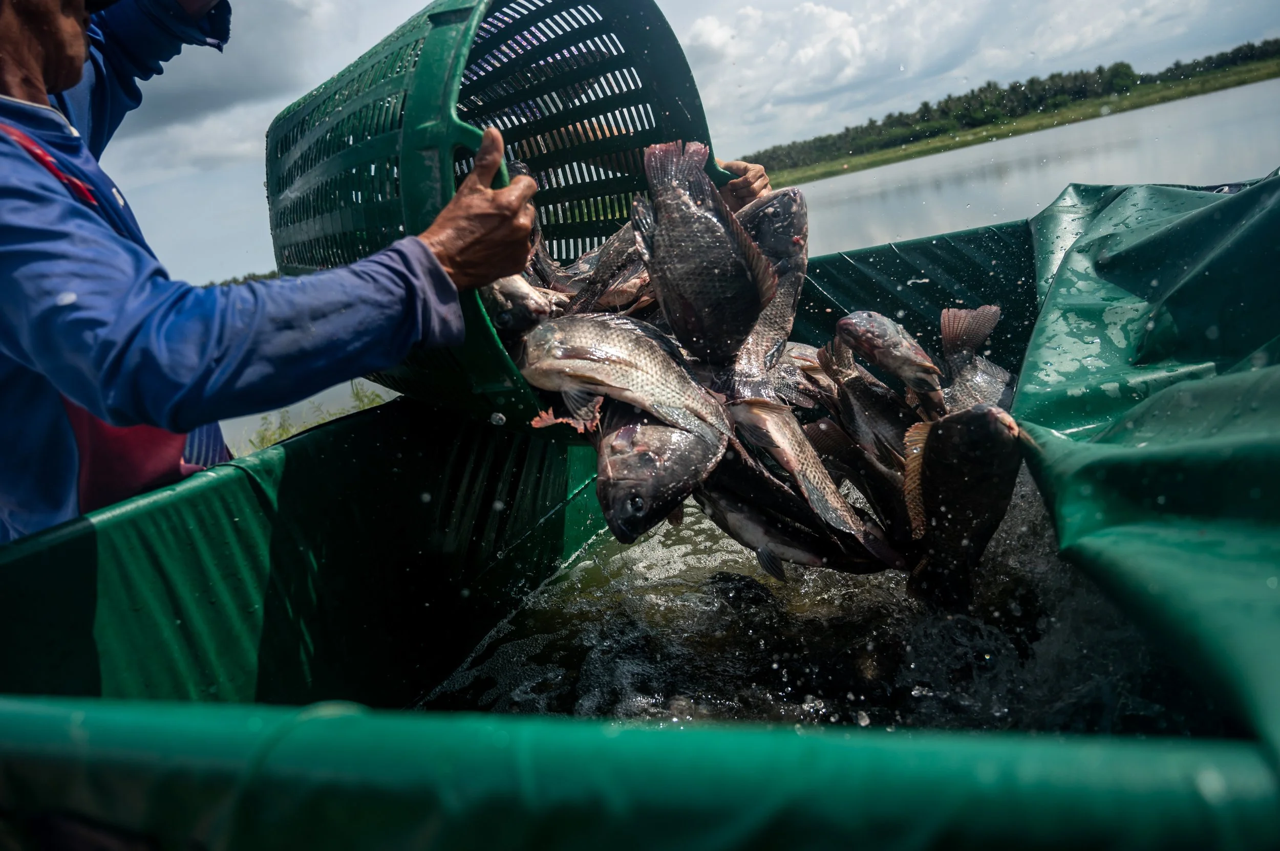 fish farm thailand-88.jpg