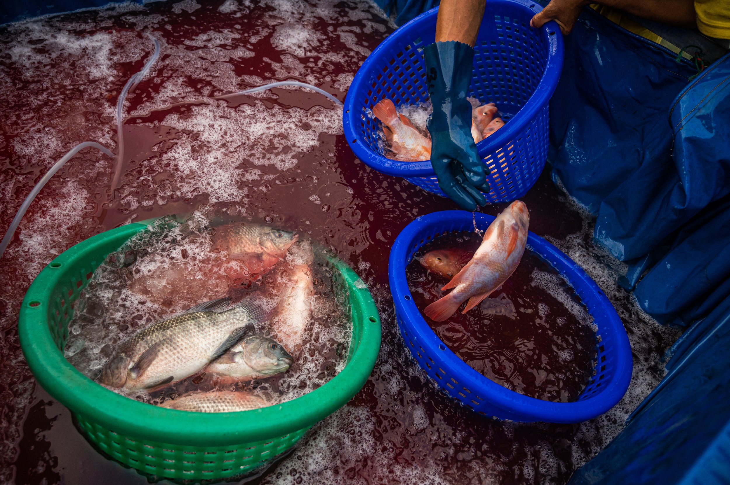 fish farm thailand-239.jpg