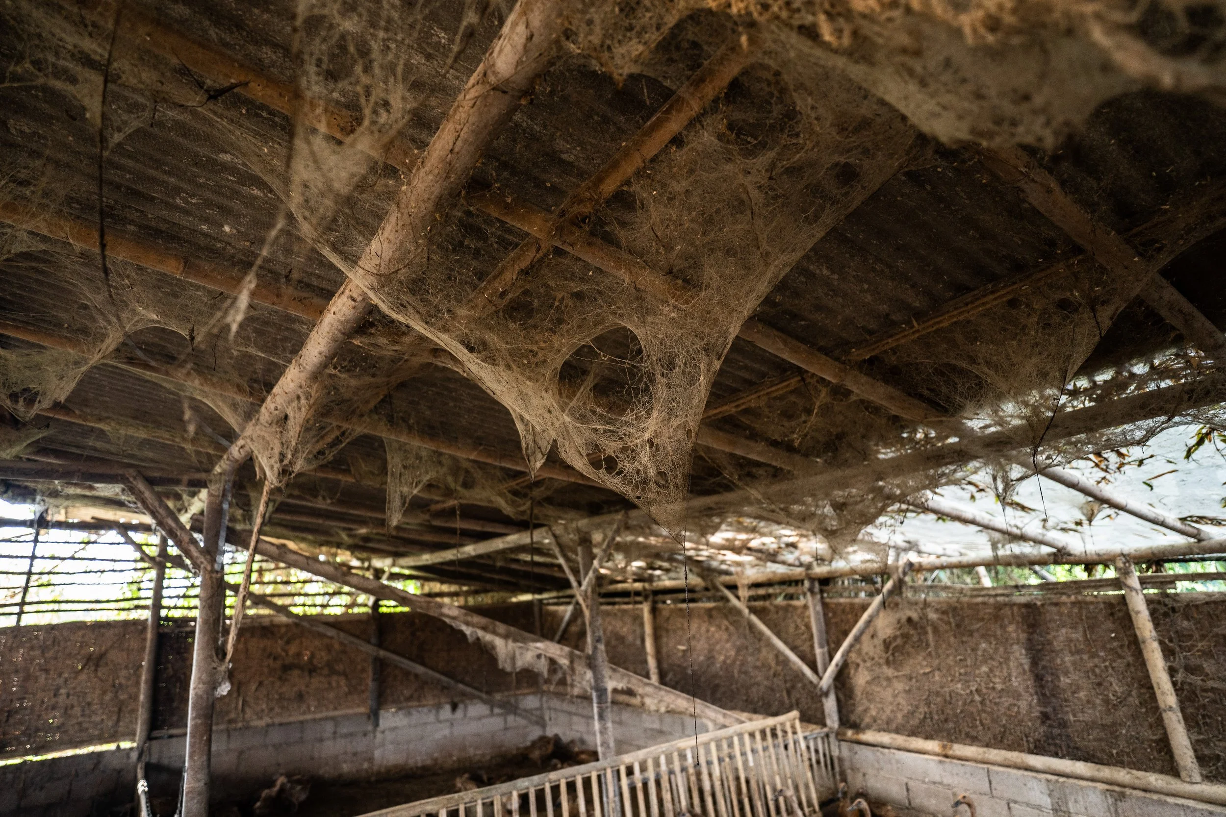 duck farm indonesia-158.jpg