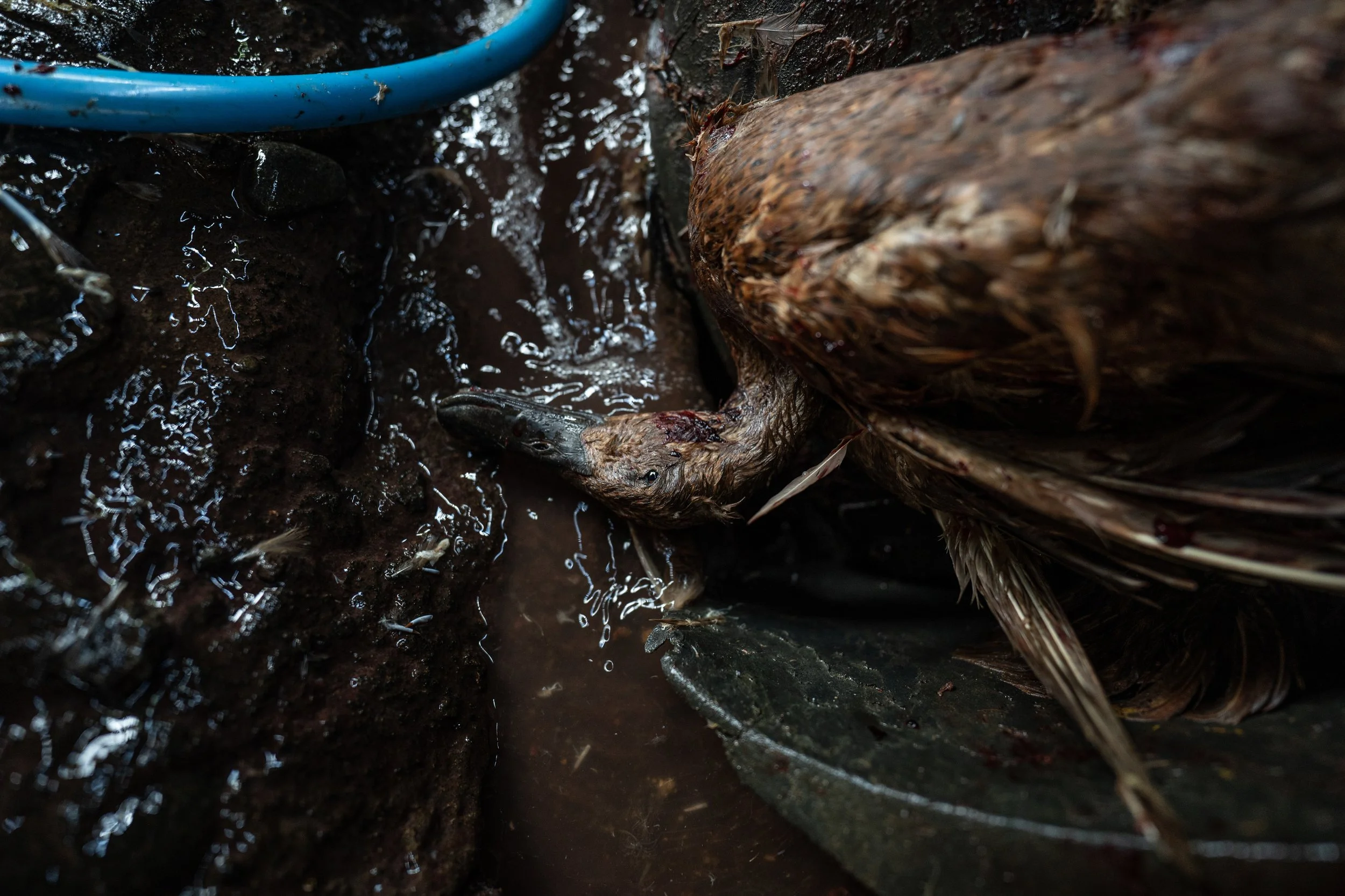 duck farm indonesia-73.jpg