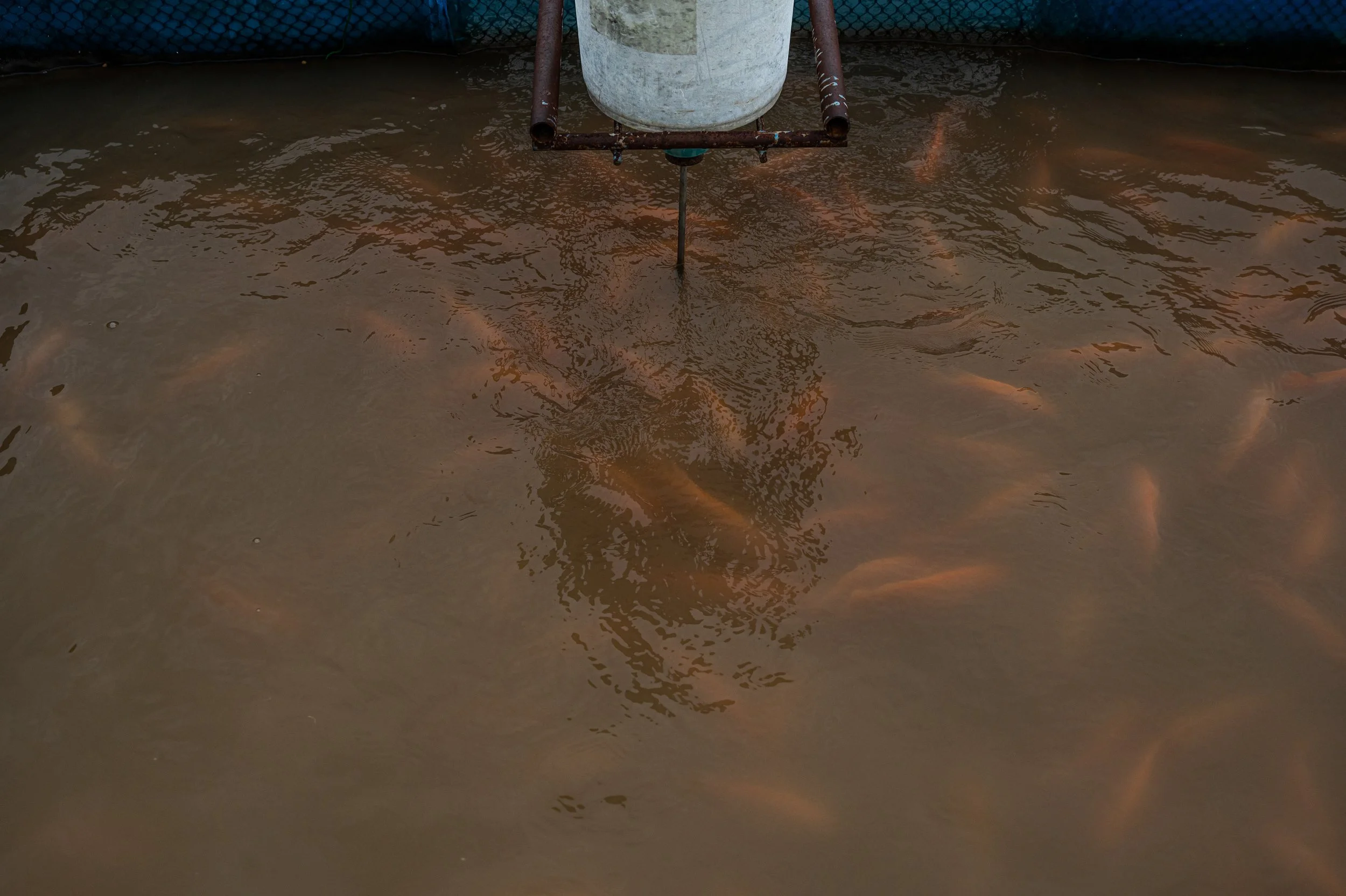 fish farm thailand-181.jpg