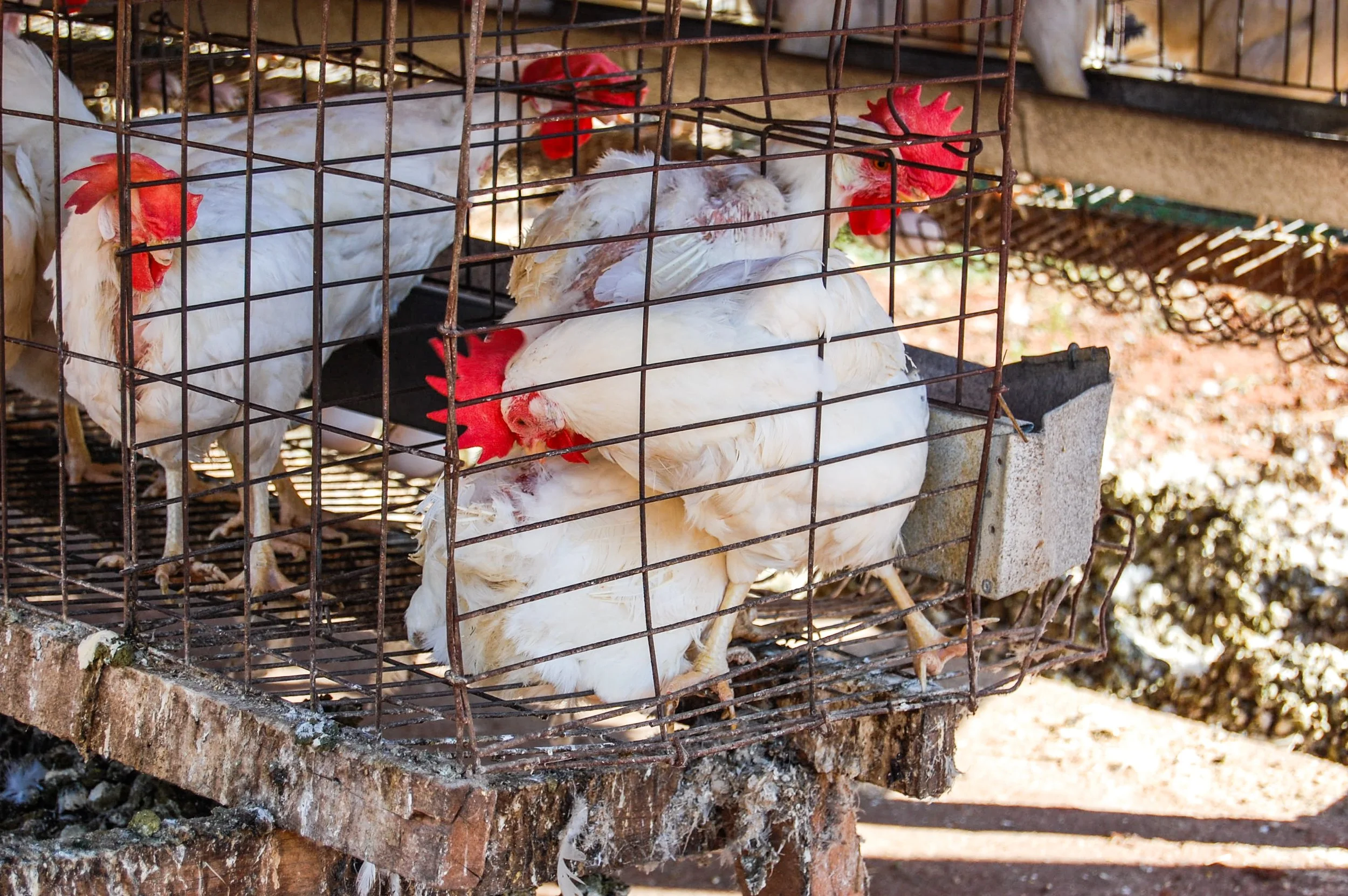 brazilmoreeggfarms-18-of-70jpg.jpg
