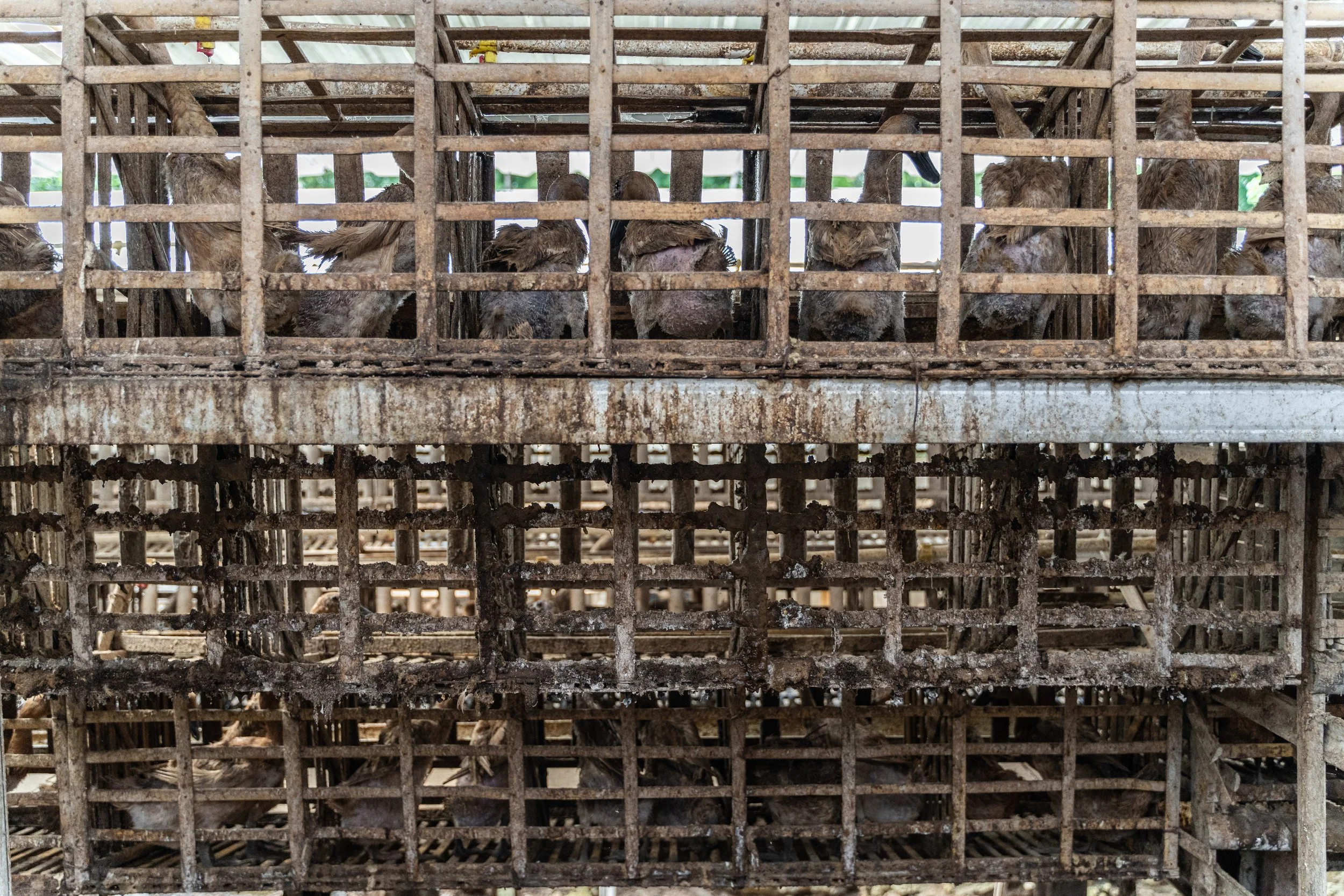 duck farm indonesia-9.jpg