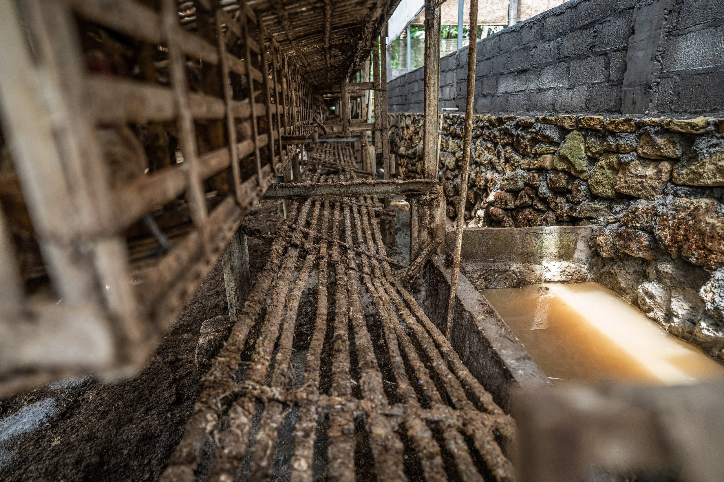 duck farm indonesia-199.jpg