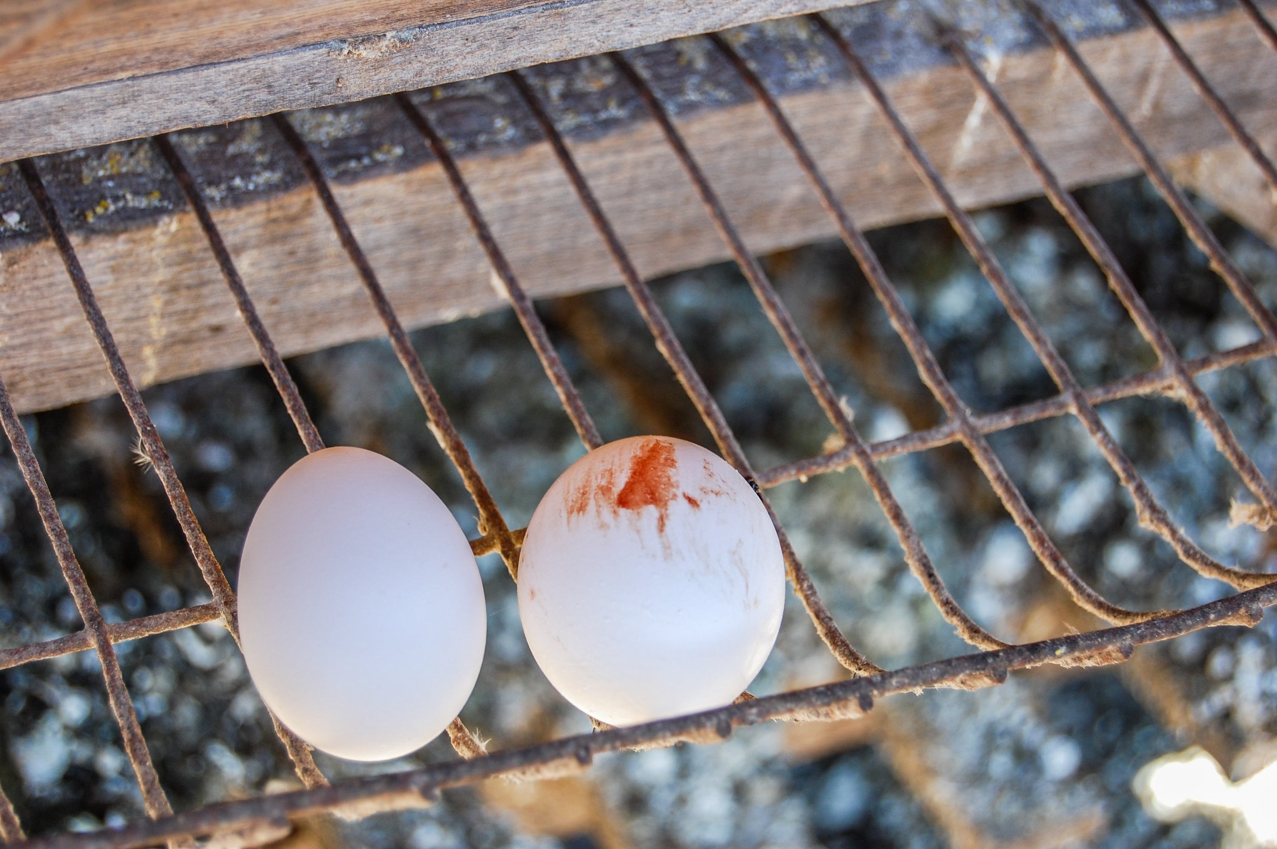 brazilmoreeggfarms-42-of-70jpg.jpg