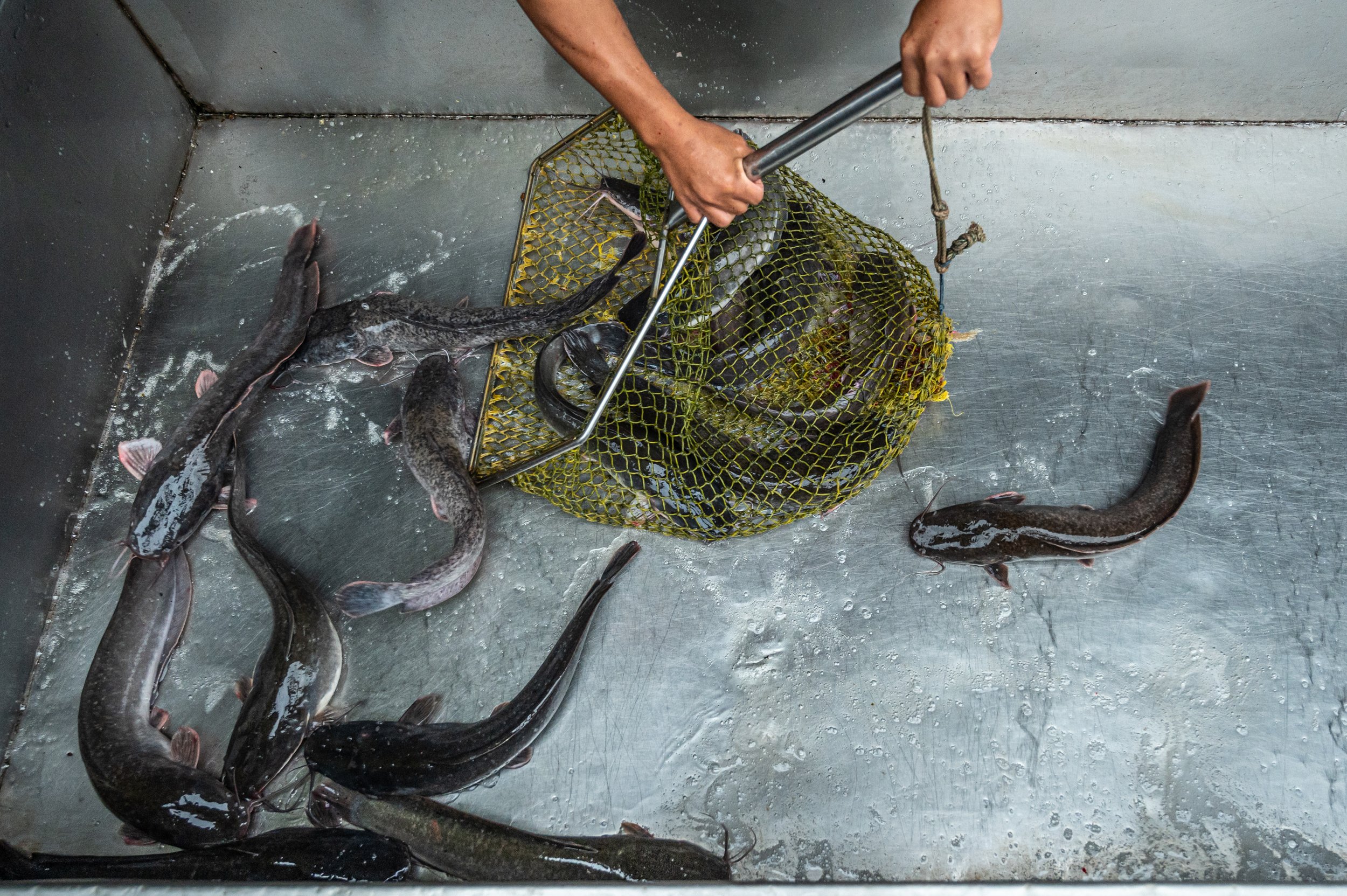 fish farm thailand-50.jpg