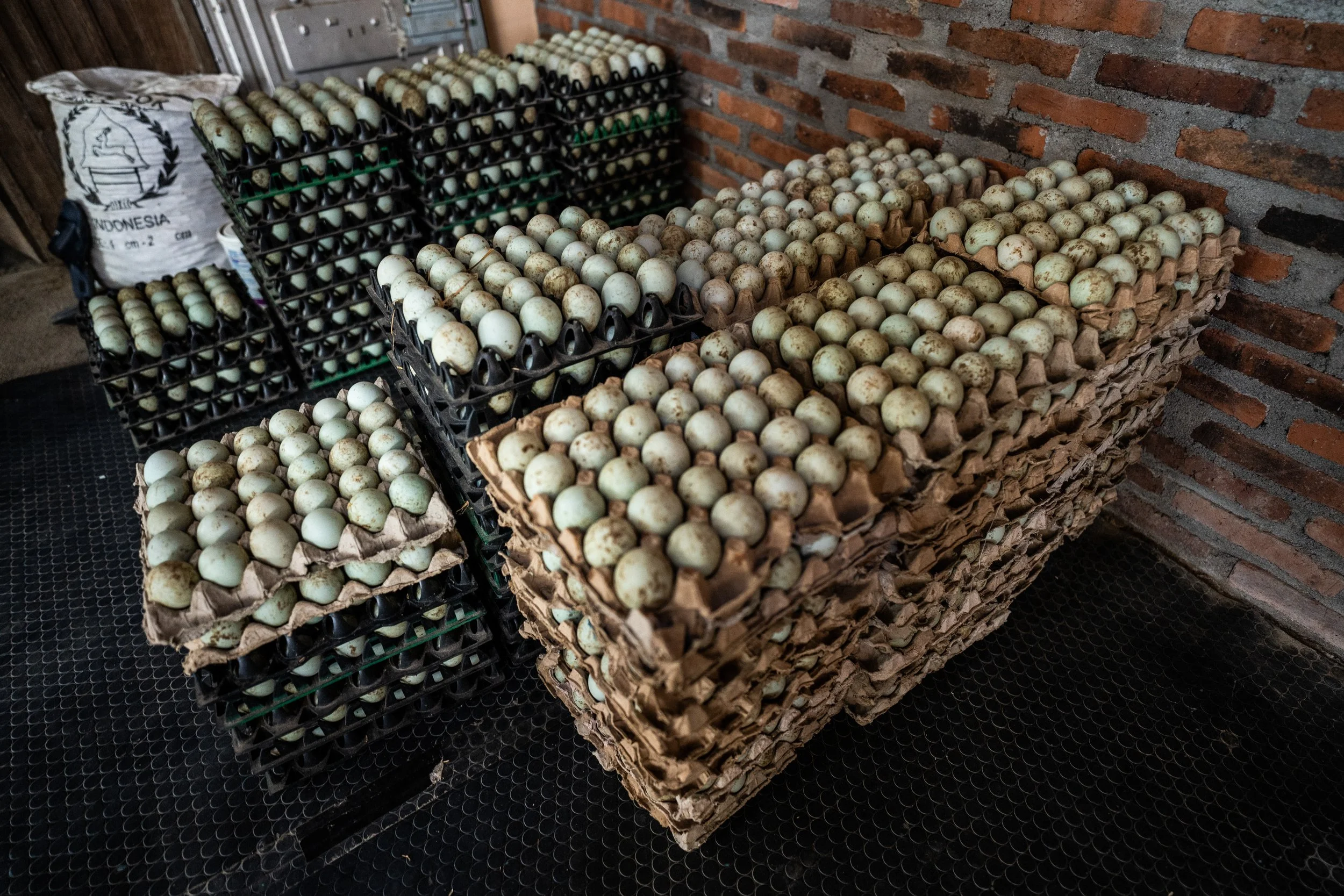 duck farm indonesia-164.jpg