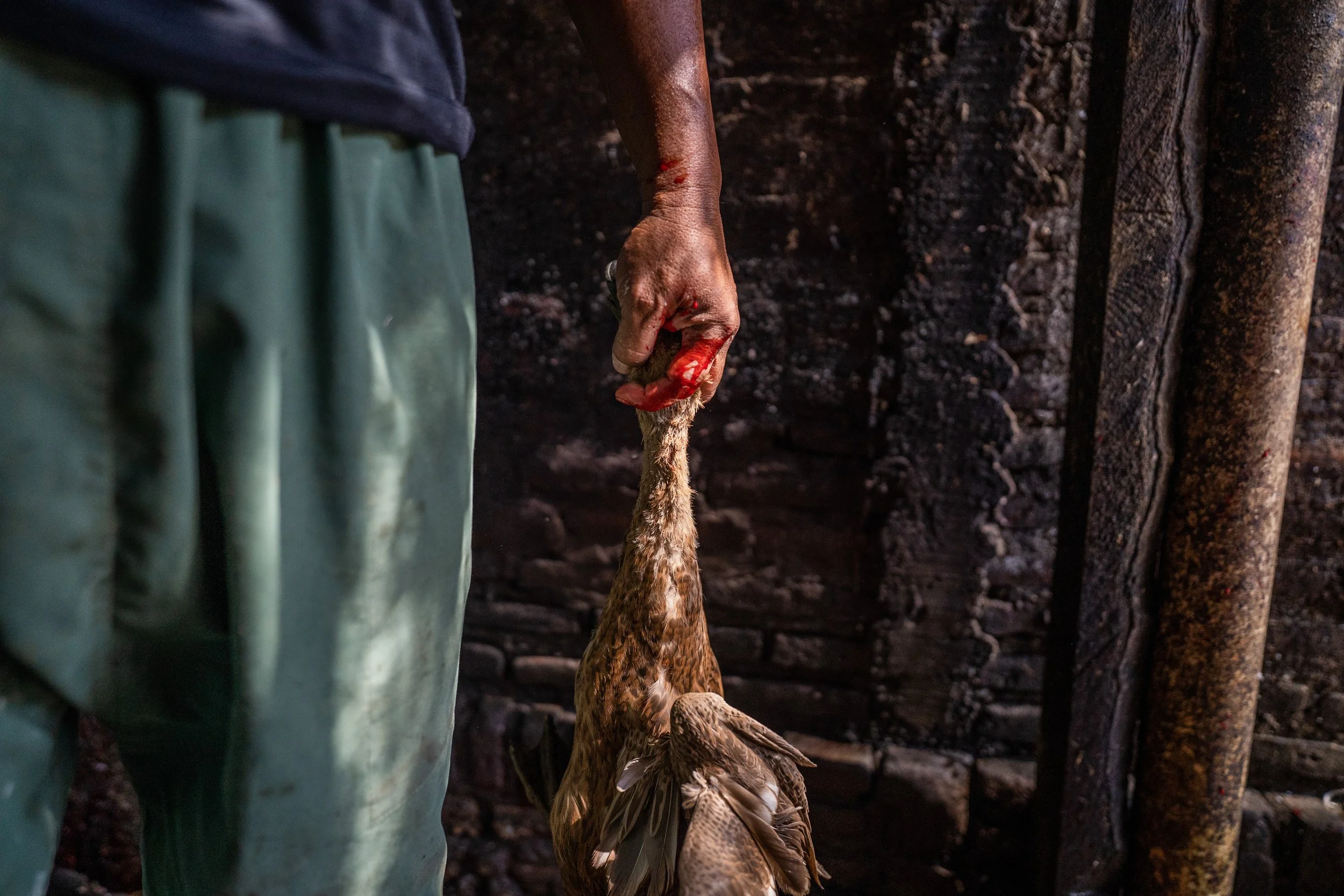 duck farm indonesia-130.jpg