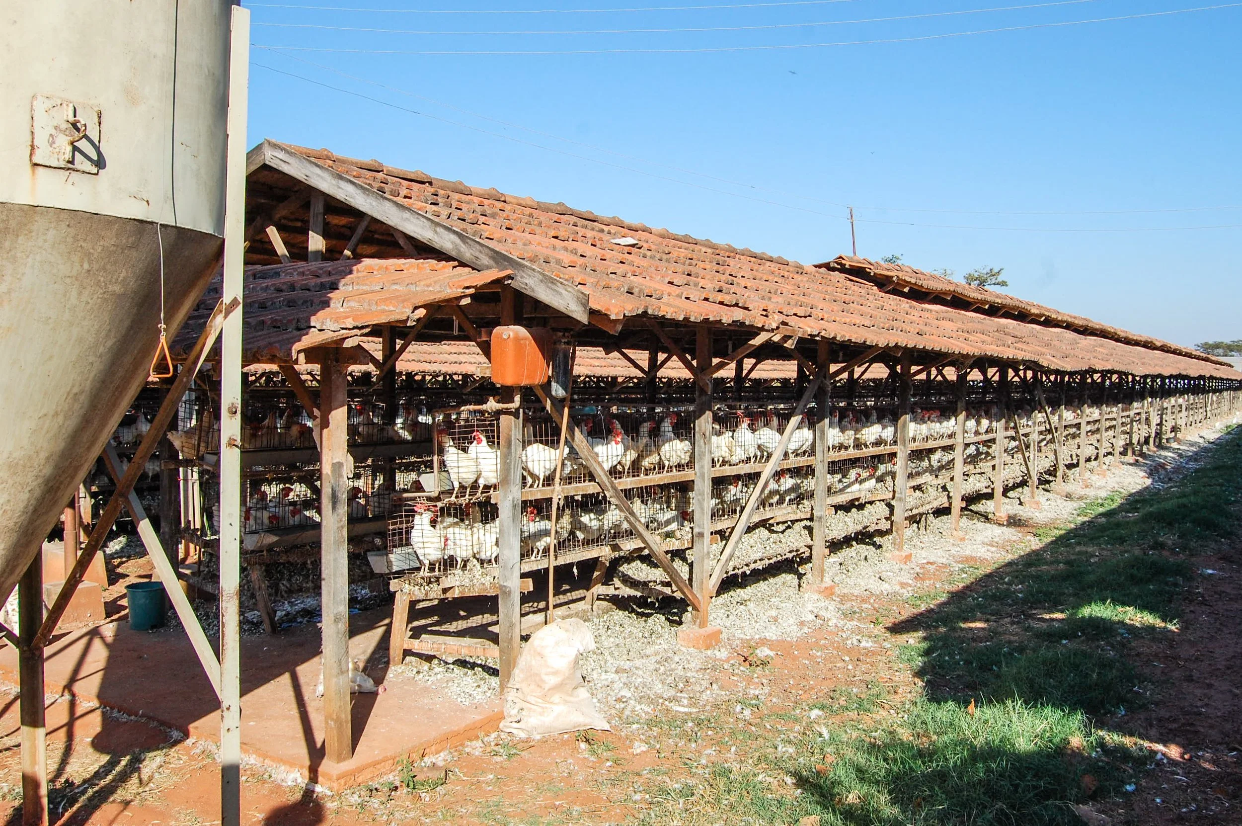 brazilmoreeggfarms-1-of-70jpg.jpg