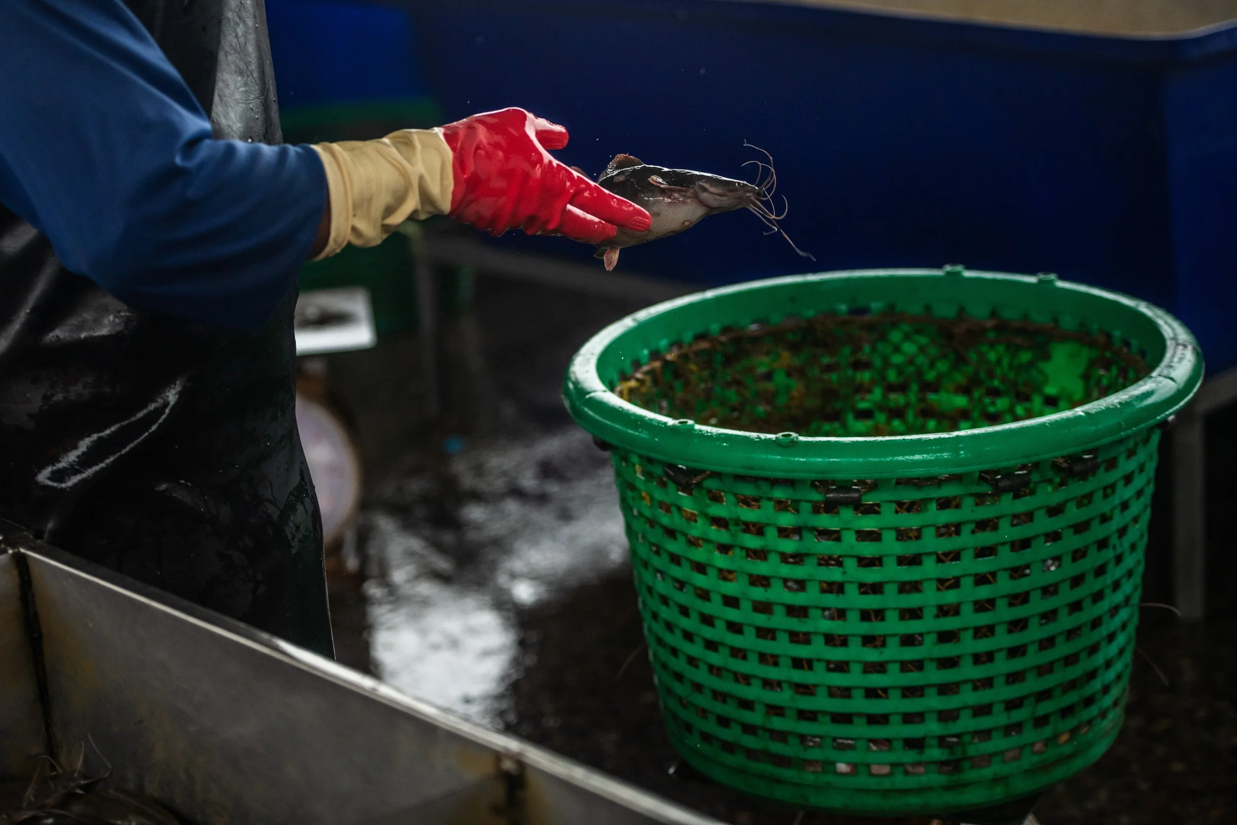 fish farm thailand-25.jpg