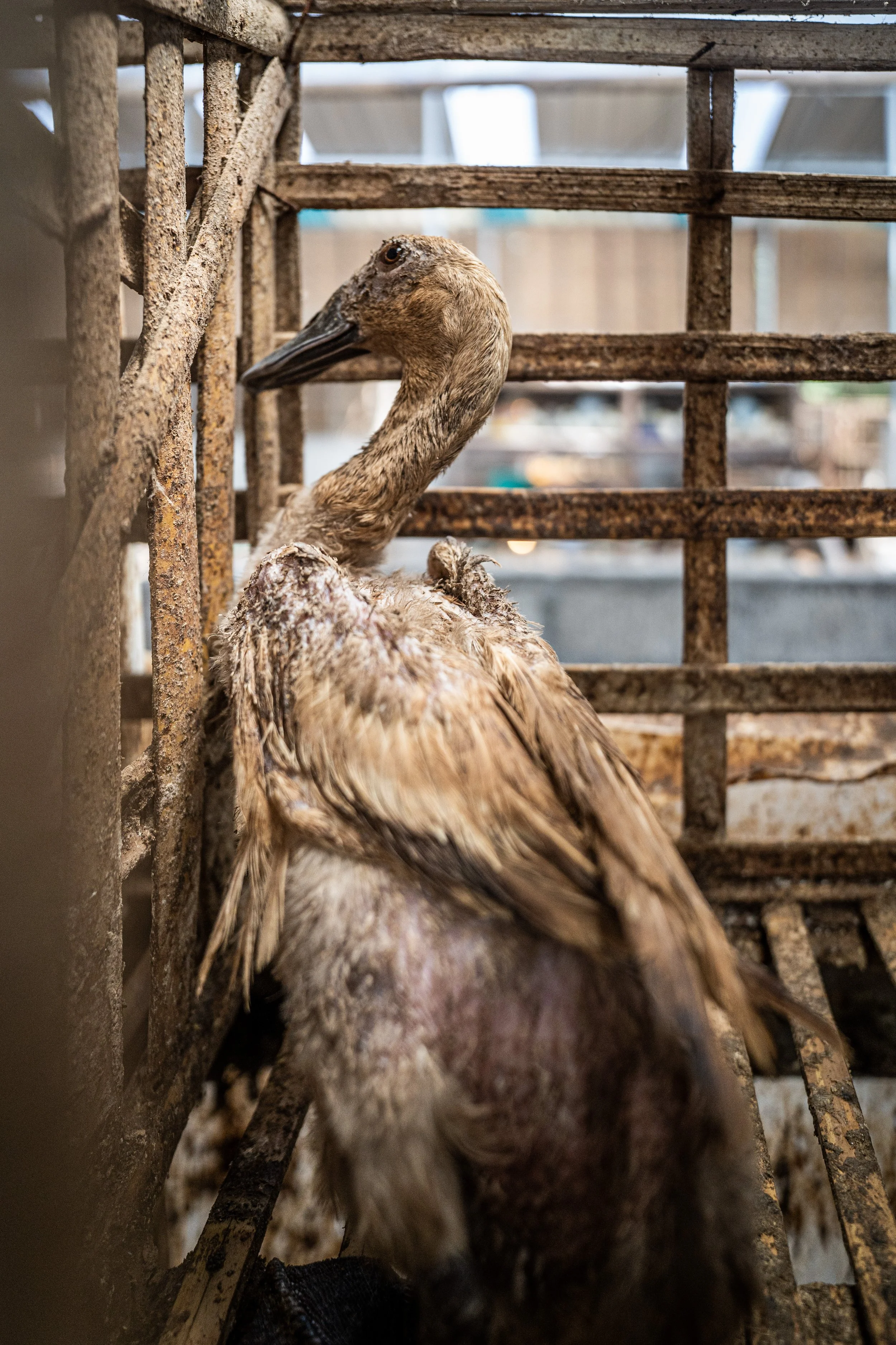 duck farm indonesia-189.jpg
