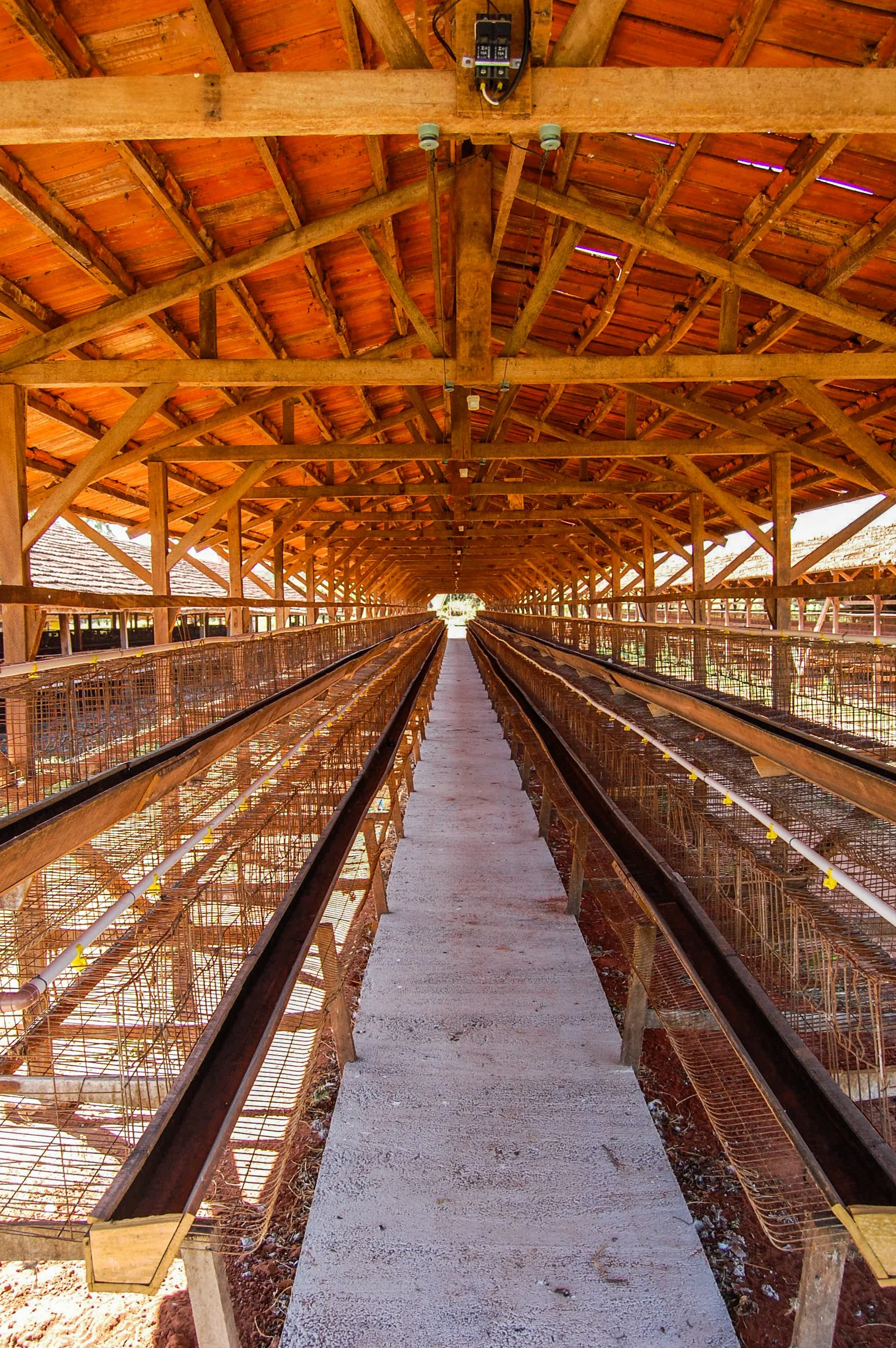 brazilmoreeggfarms-53-of-70jpg.jpg