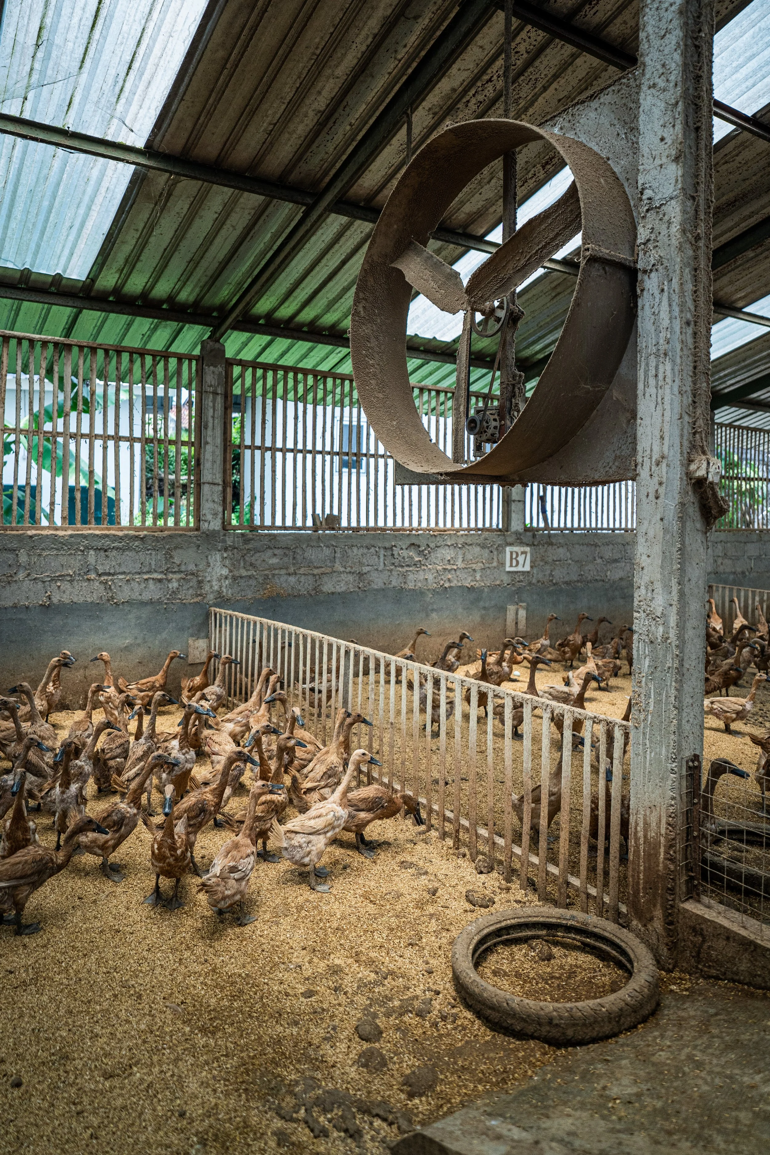duck farm indonesia-148.jpg
