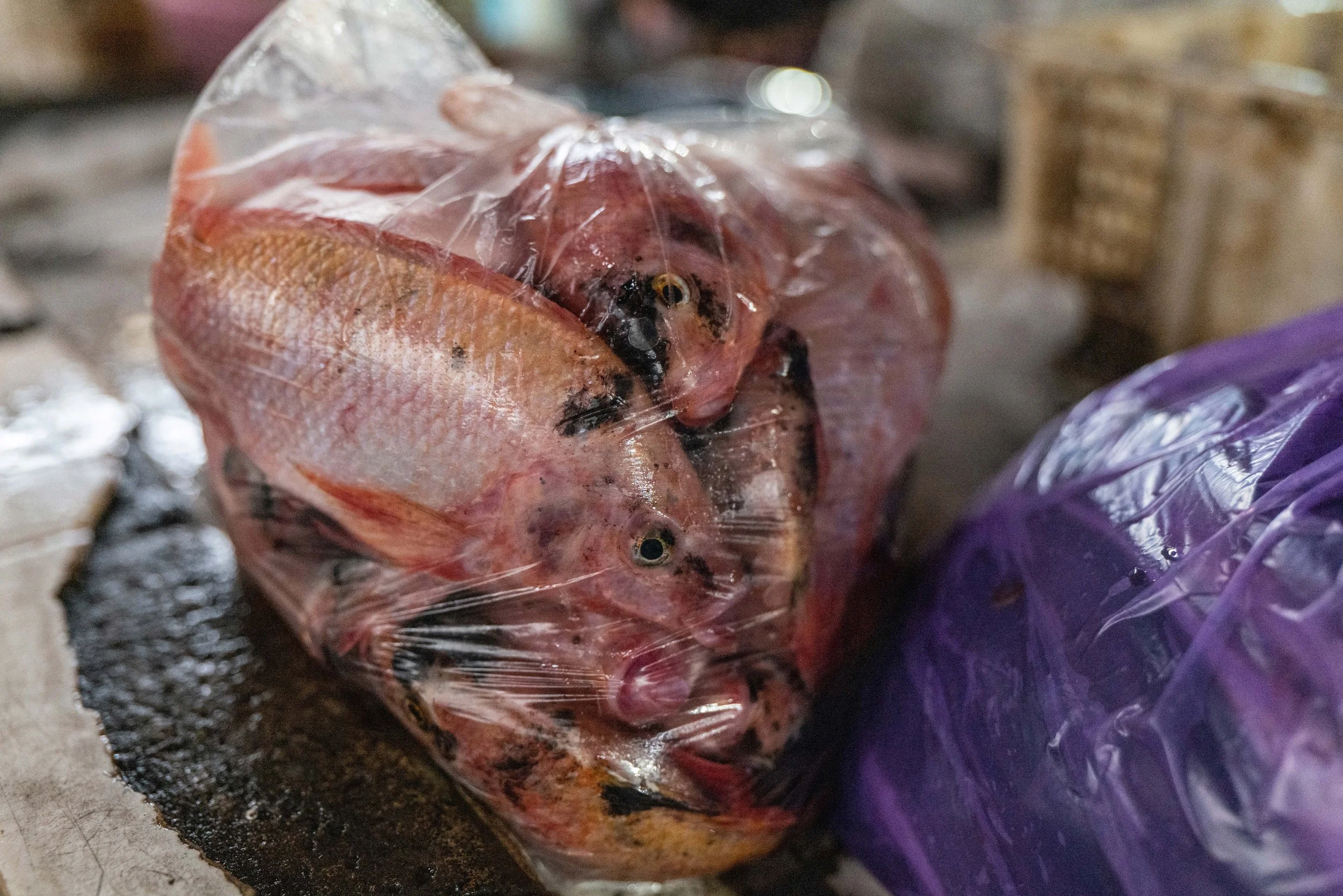 fish farm indonesia-14.jpg