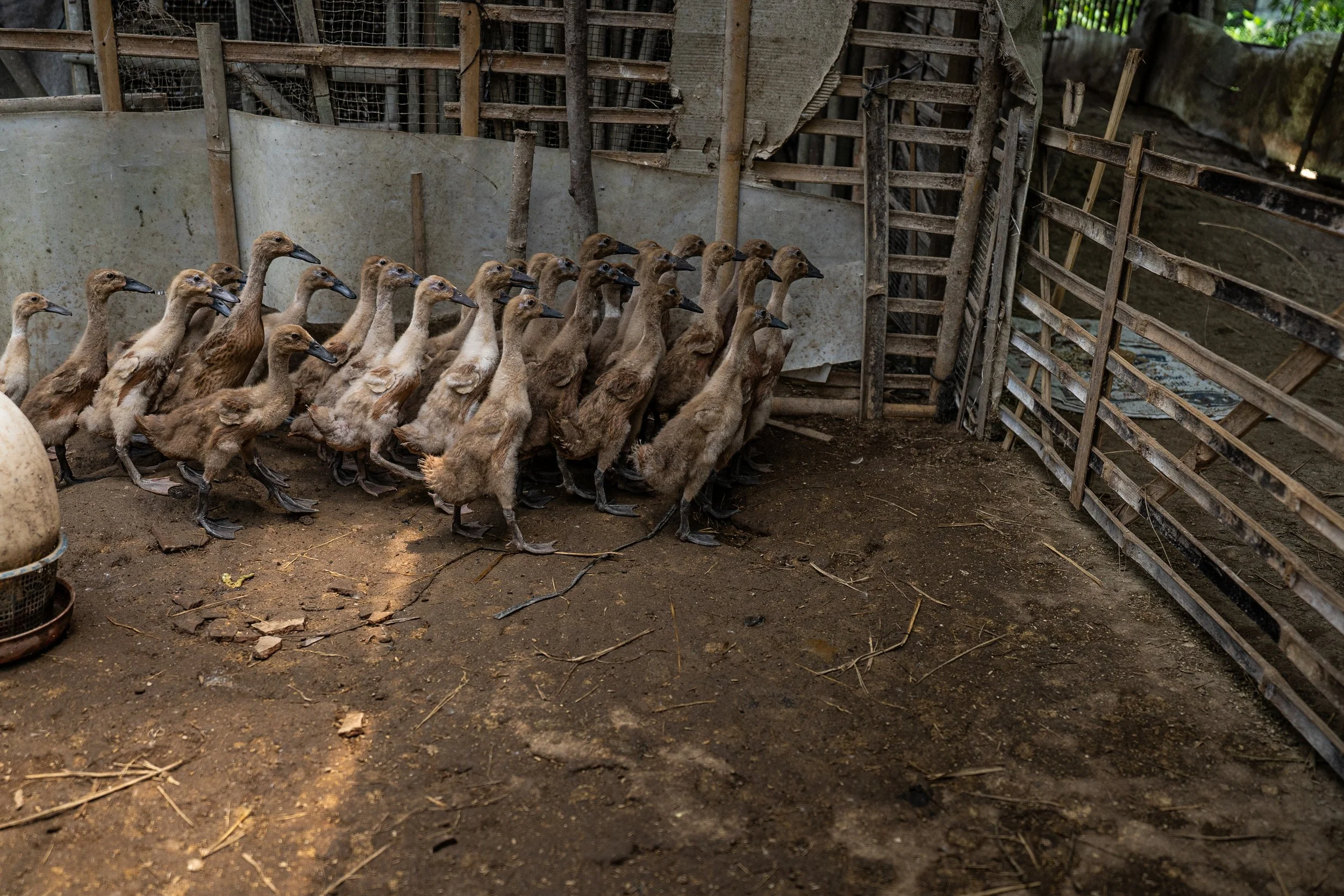 duck farm indonesia-25.jpg