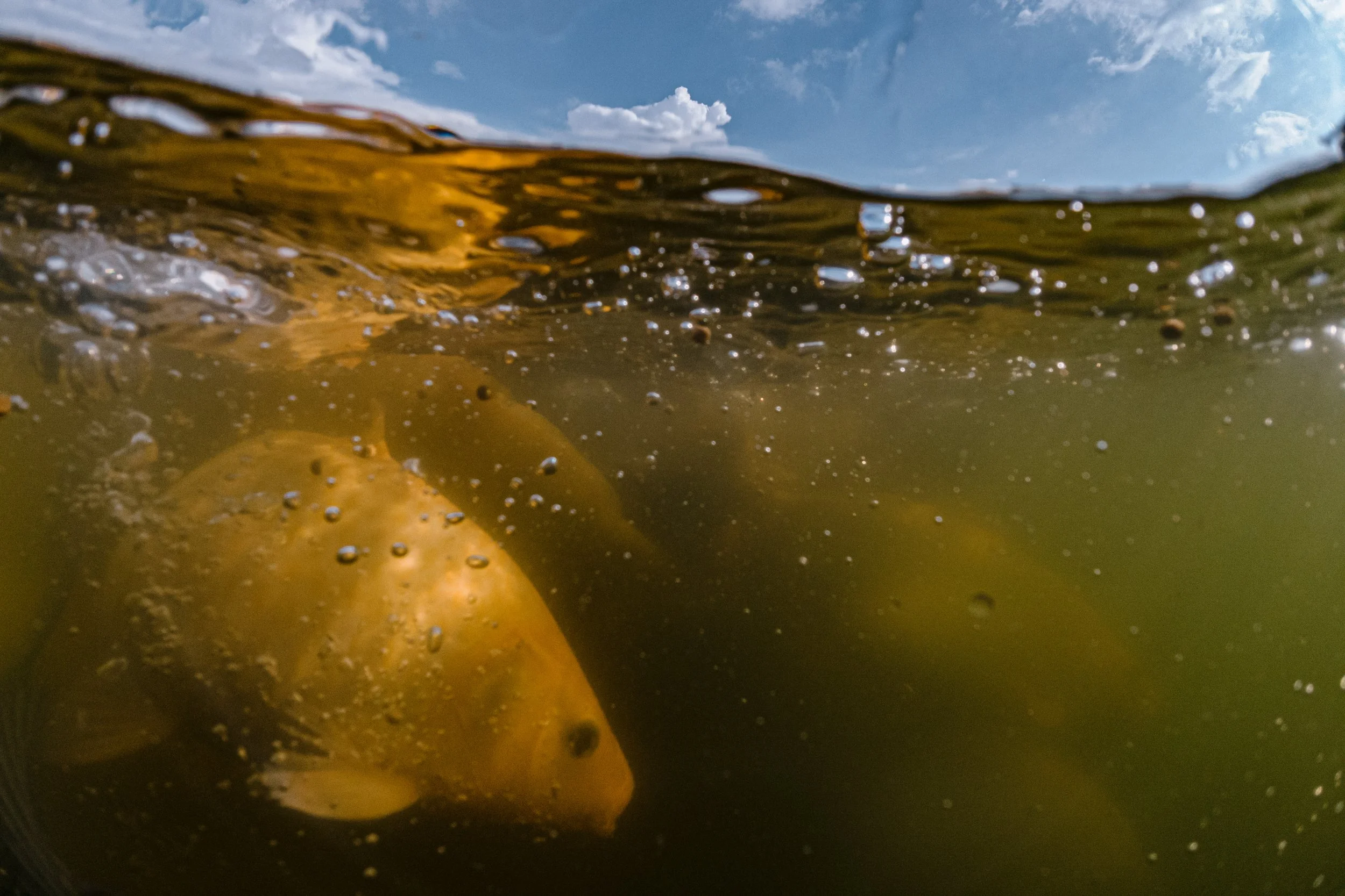 fish farm indonesia-21.jpg
