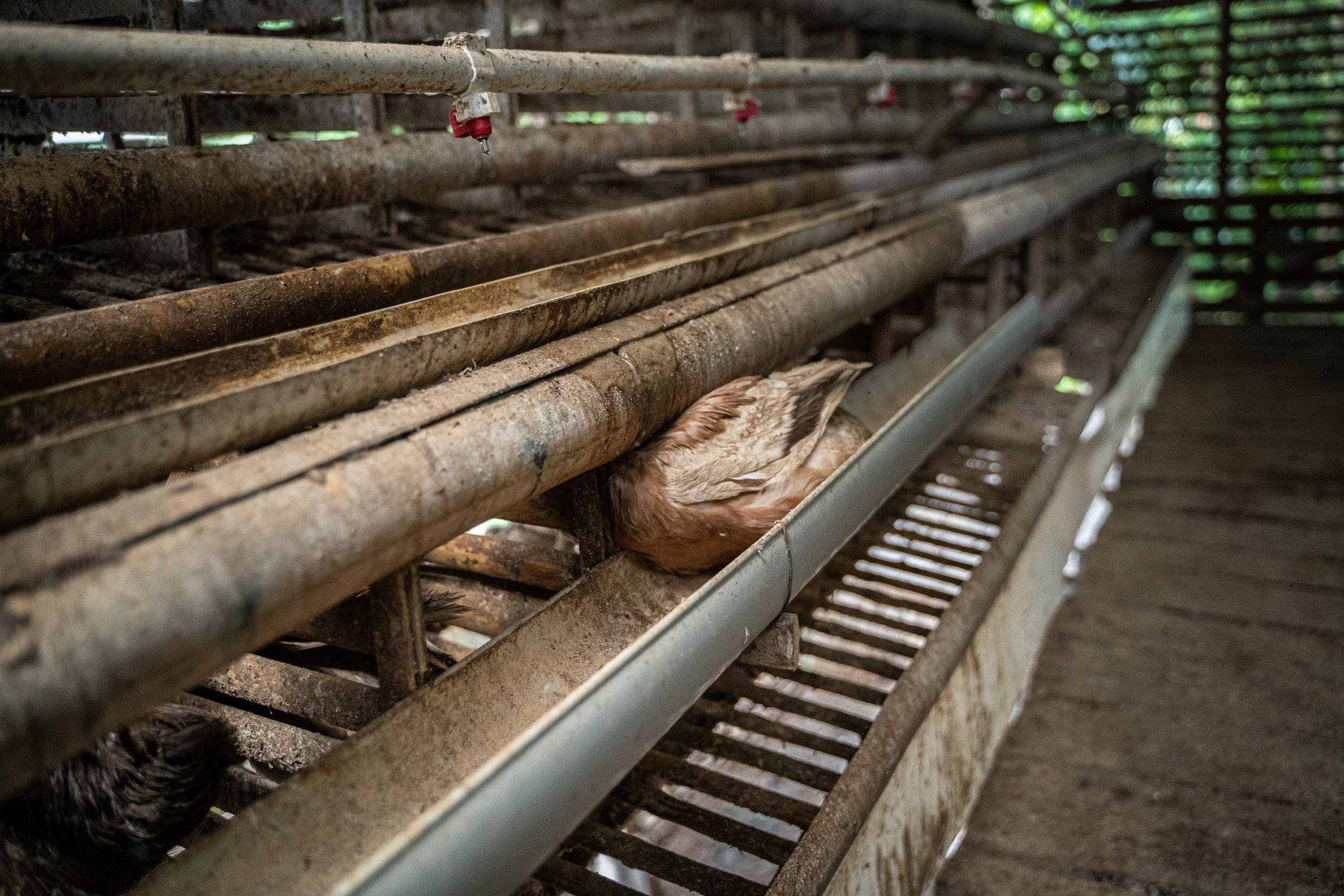 duck farm indonesia-177.jpg