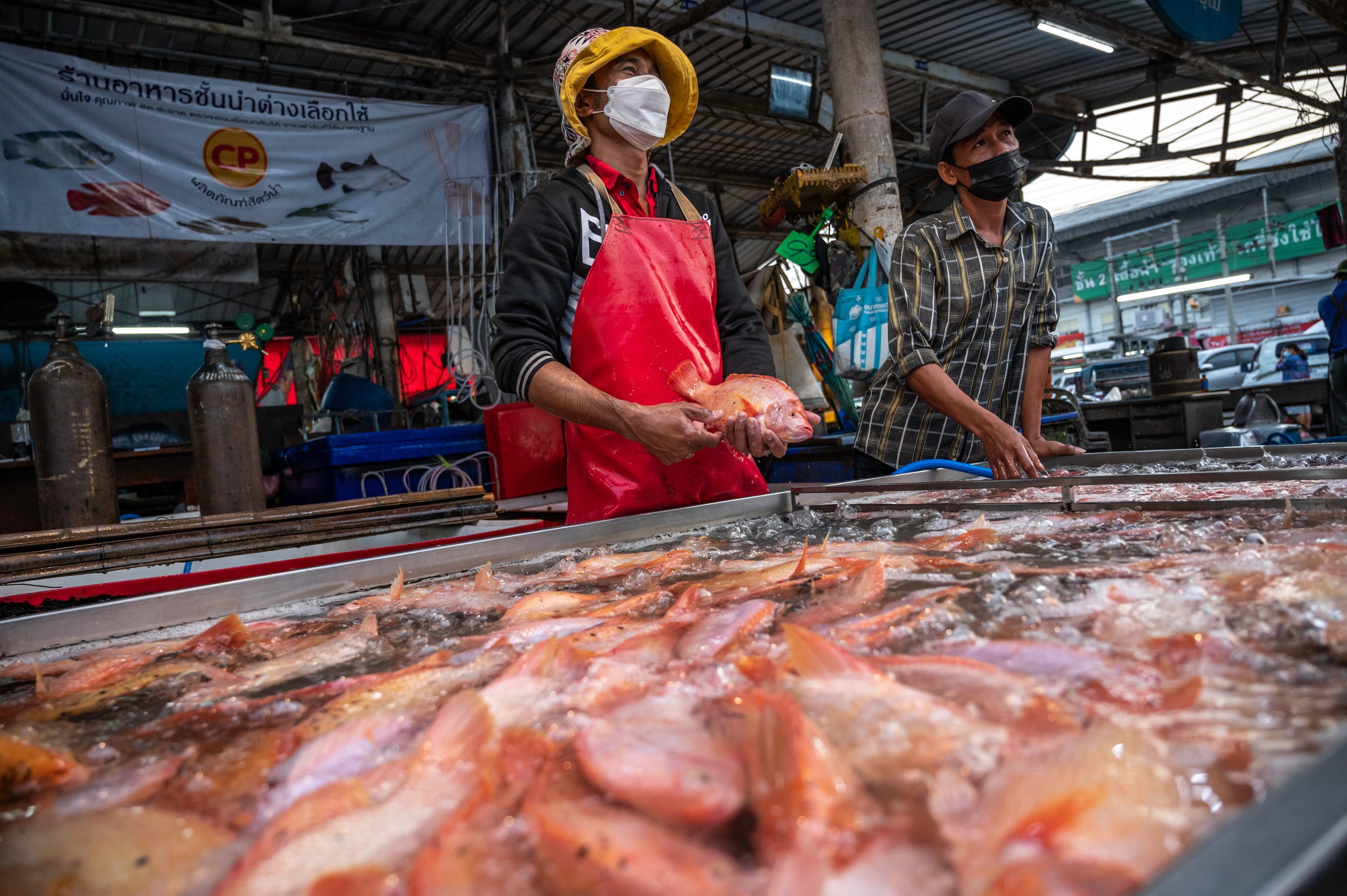 fish farm thailand-98.jpg