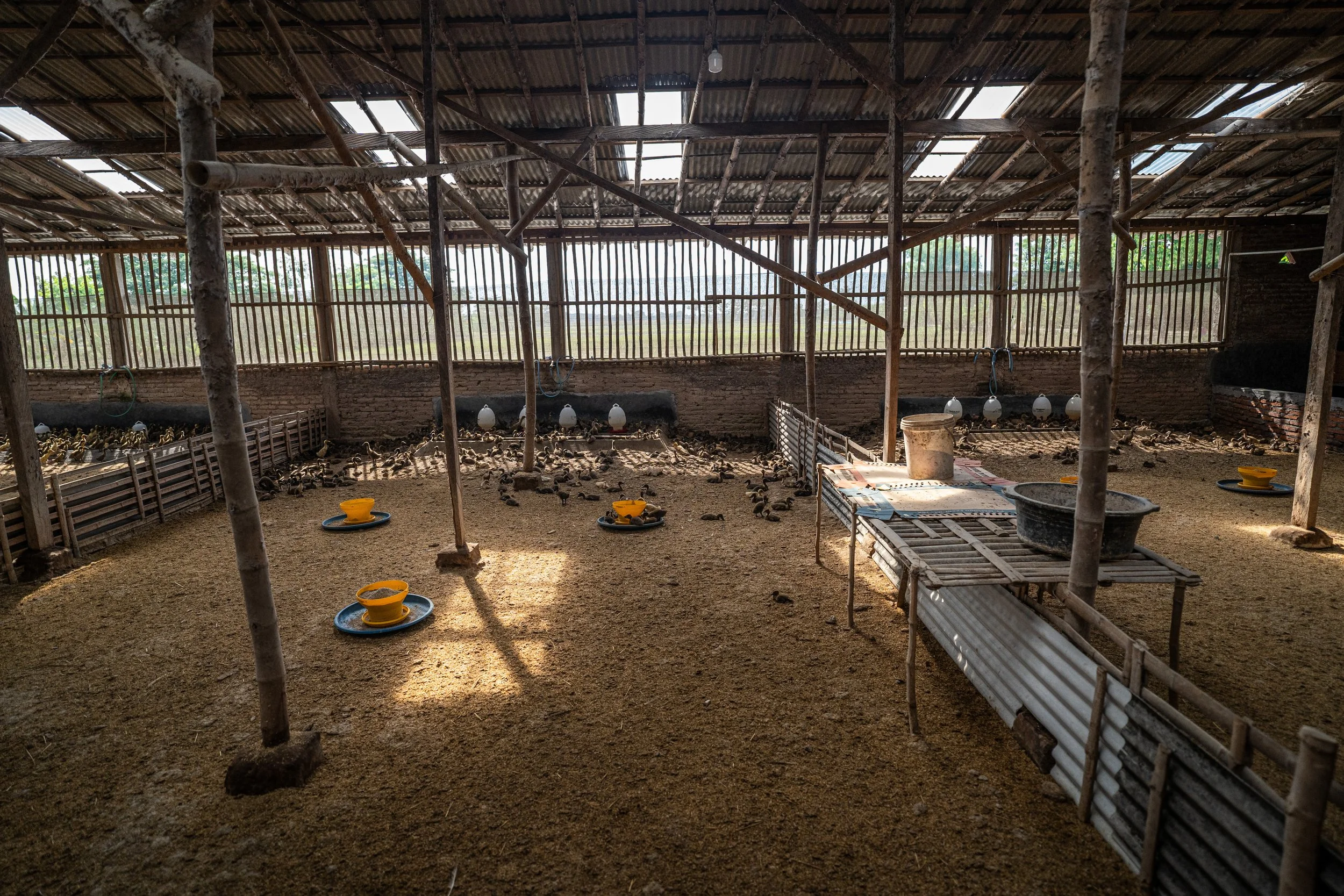 duck farm indonesia-160.jpg