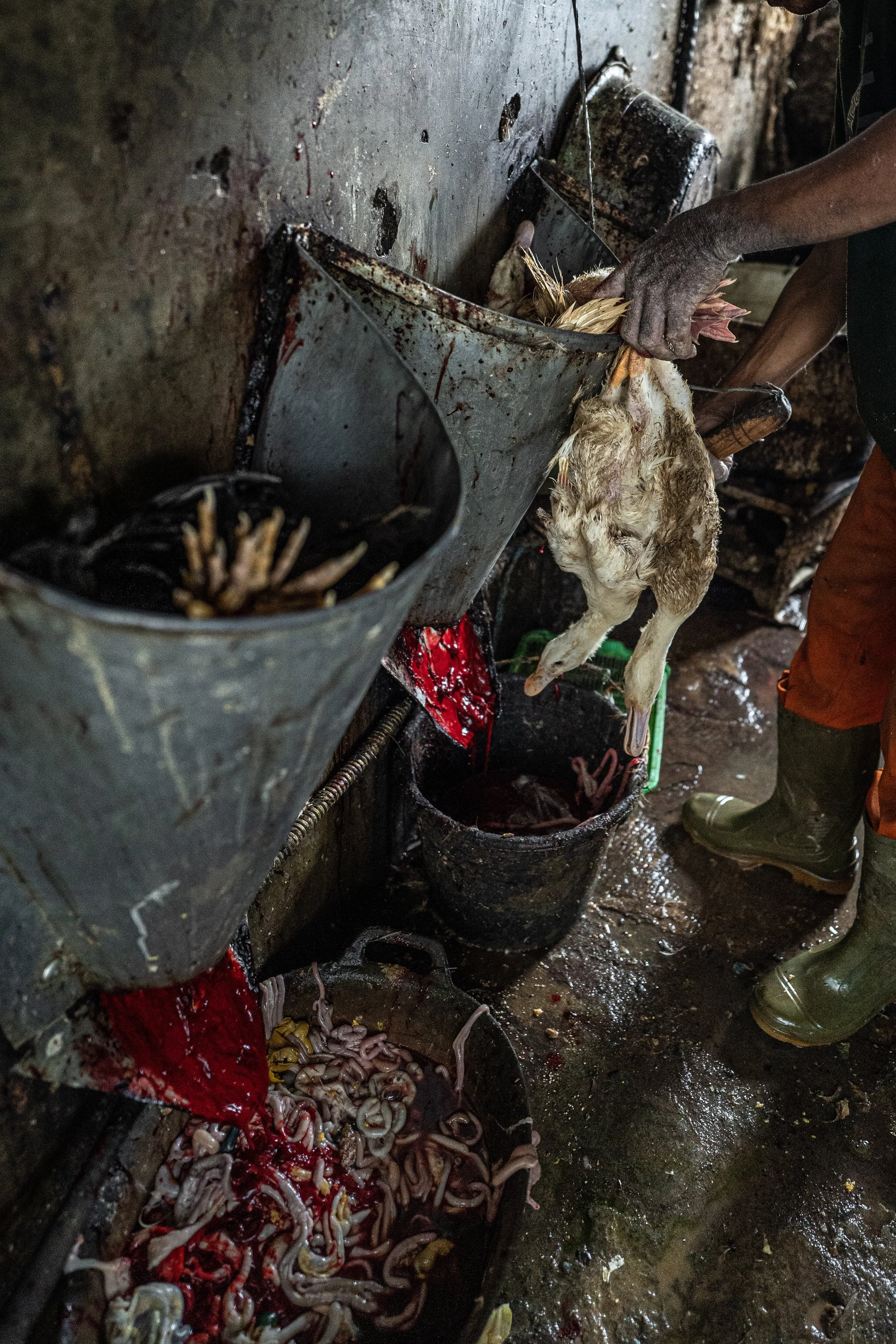 duck farm indonesia-41.jpg