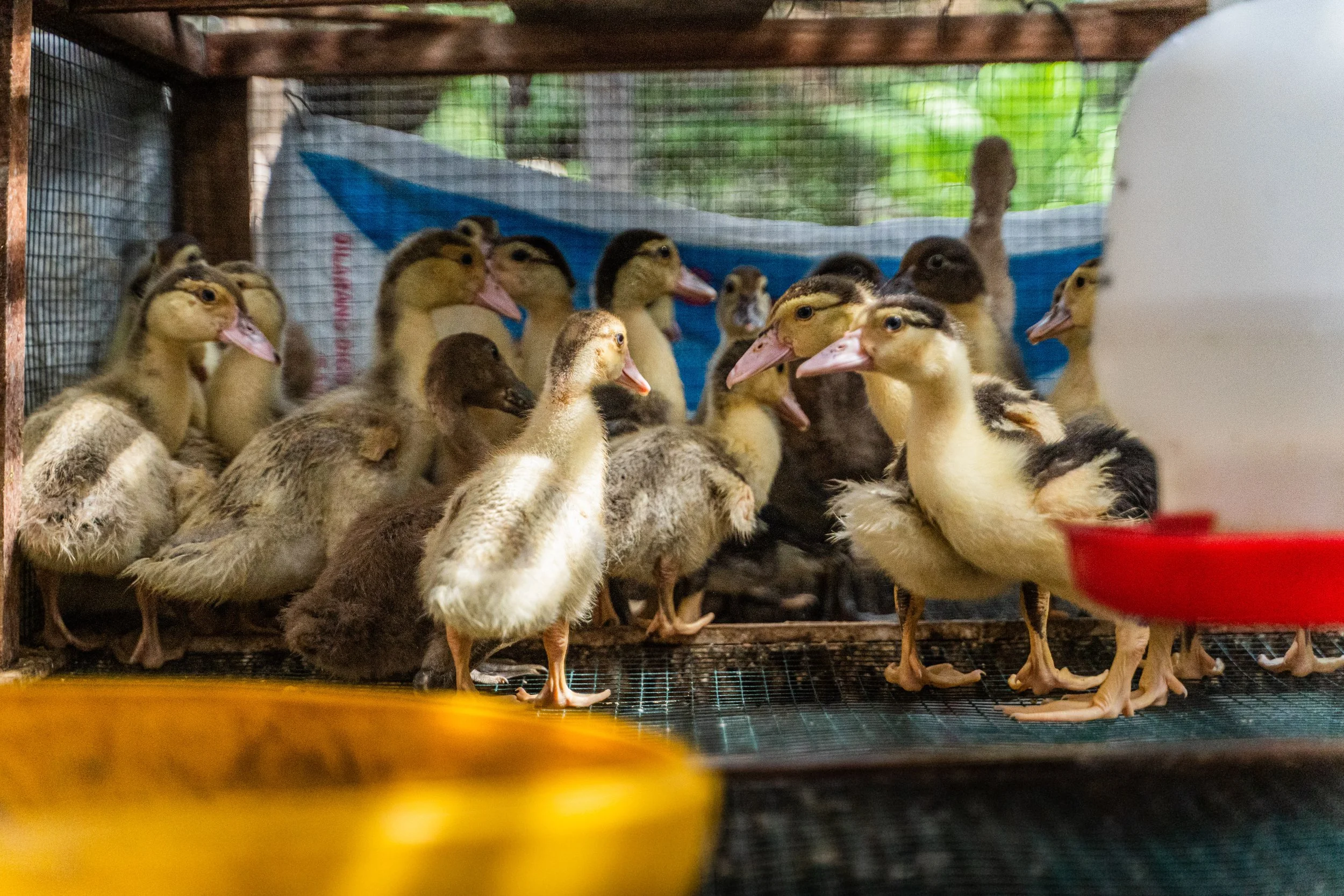 duck farm indonesia-183.jpg