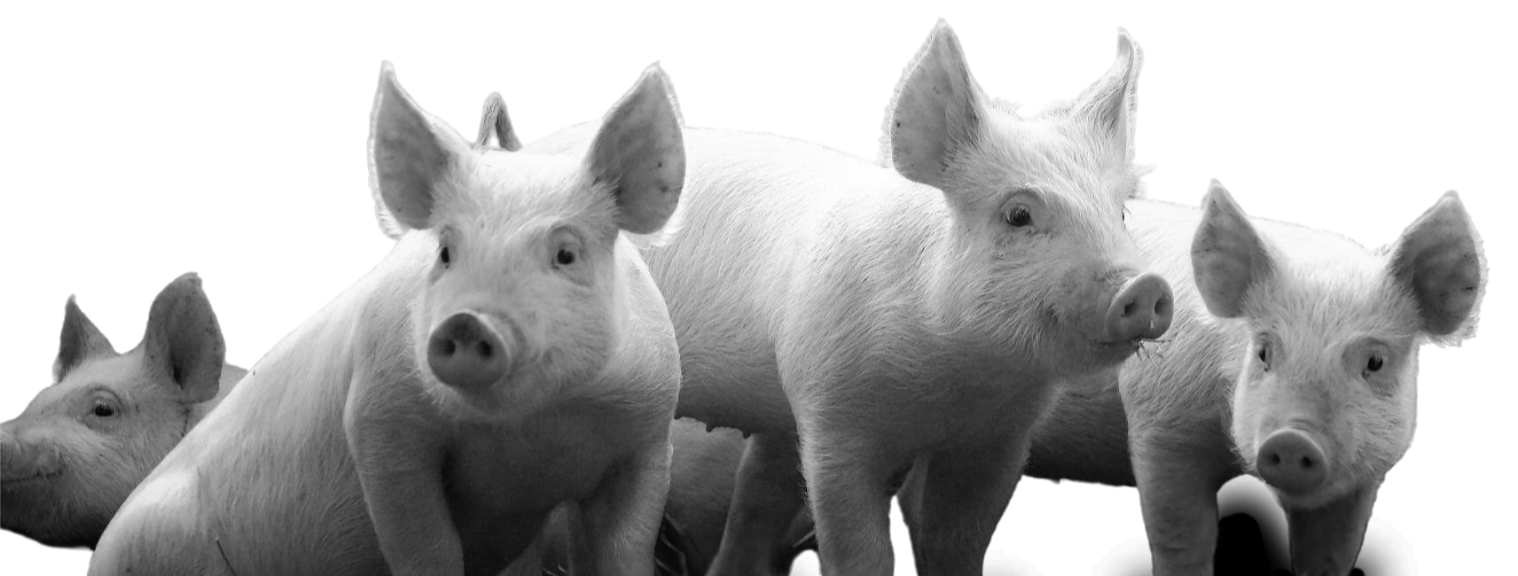 Group of five pigs, some facing forward and some in profile, all with light-colored fur and large ears, isolated on a transparent background.