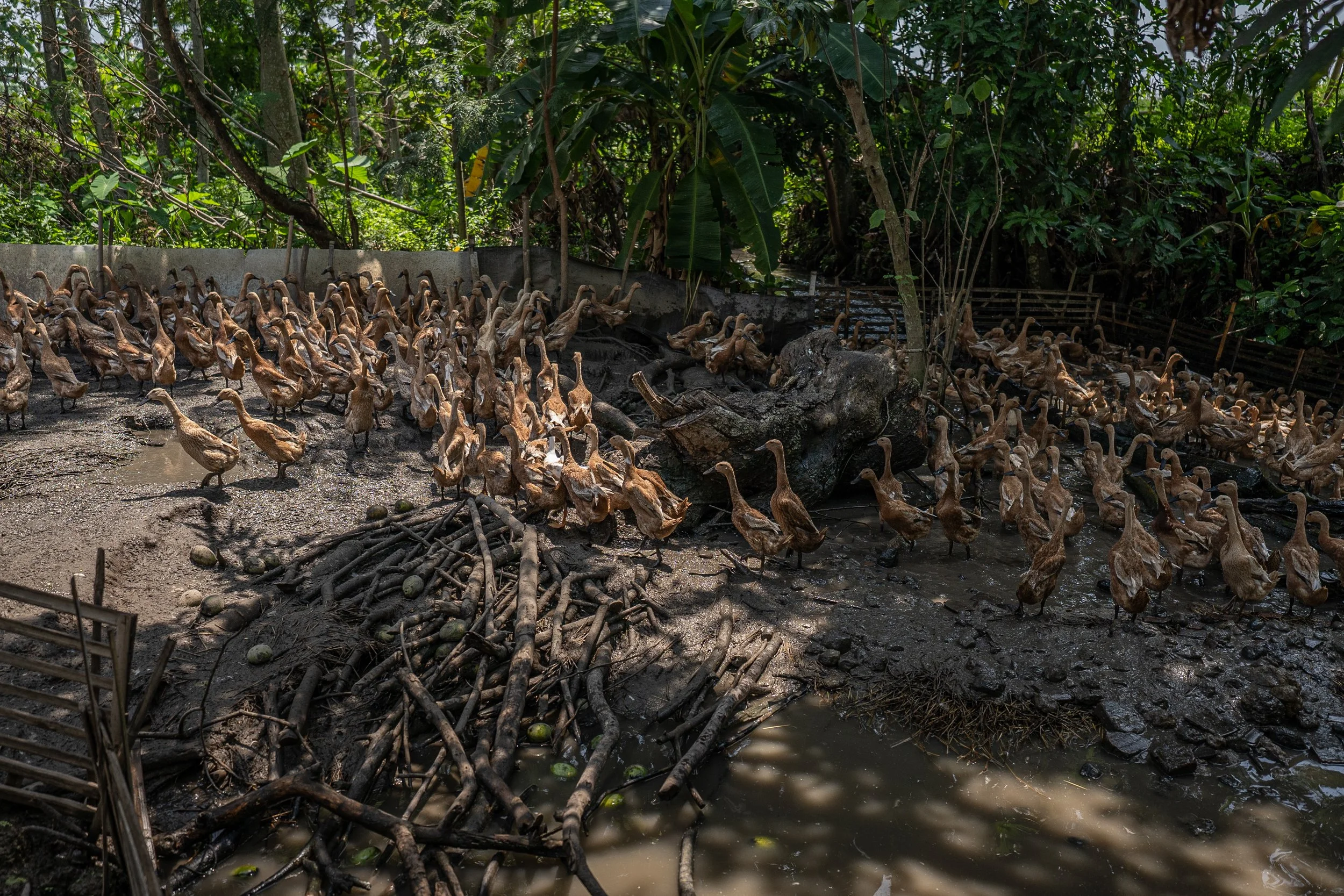 duck farm indonesia-84.jpg