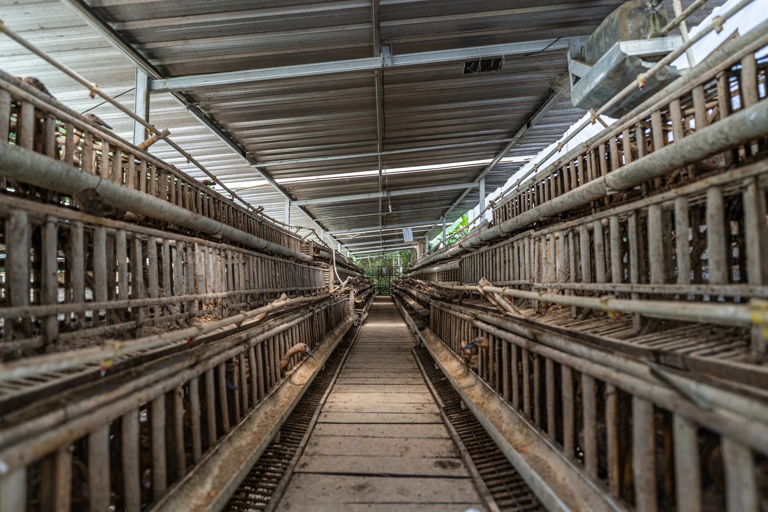 duck farm indonesia-175.jpg