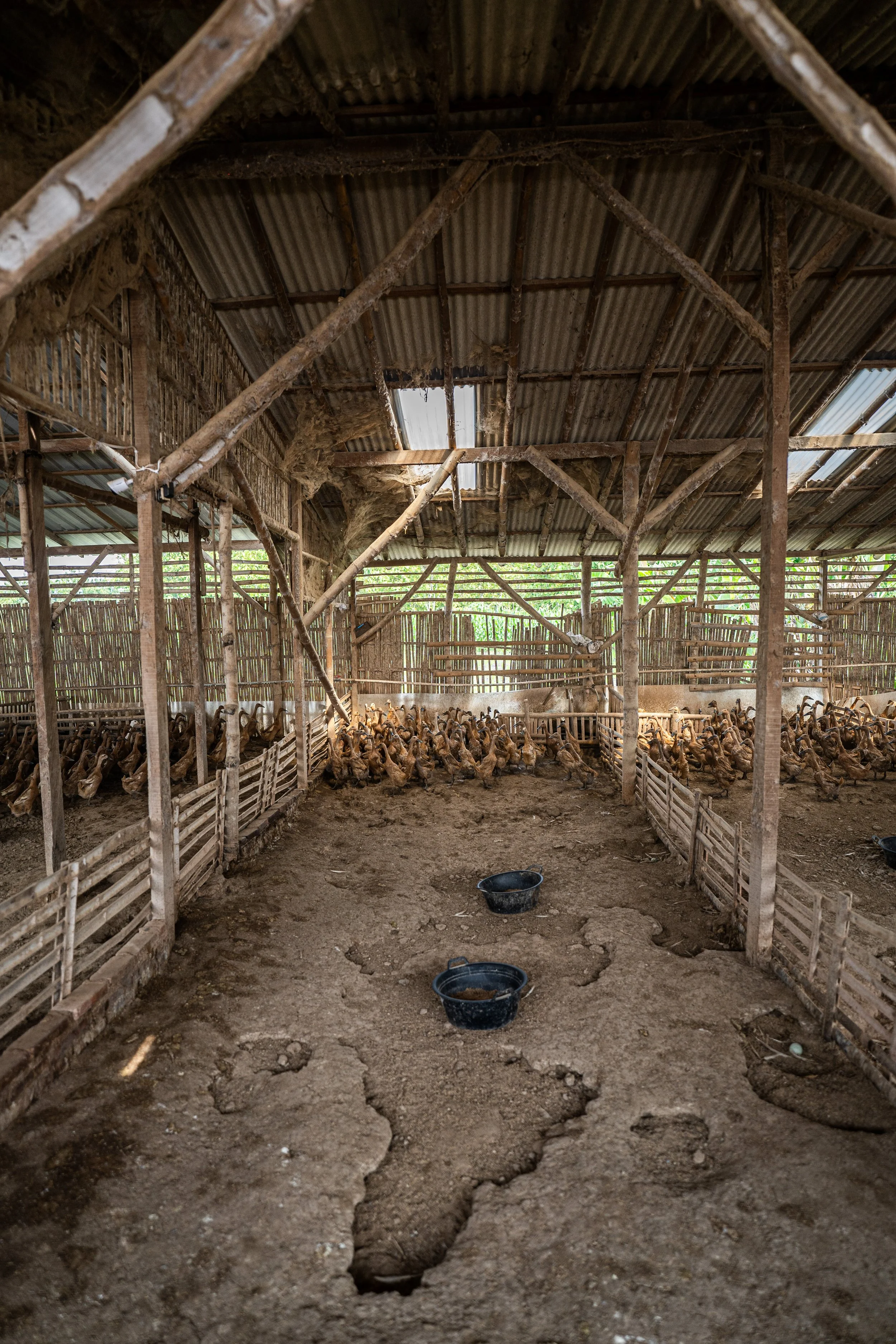 duck farm indonesia-139.jpg