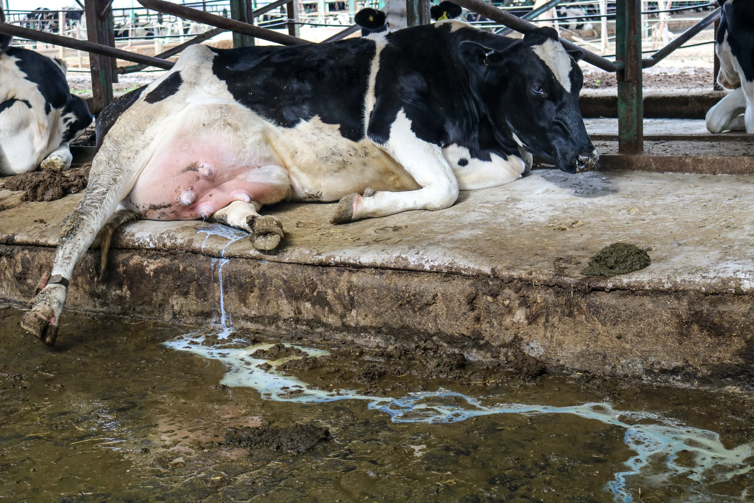leche-22-of-32jpg.jpg