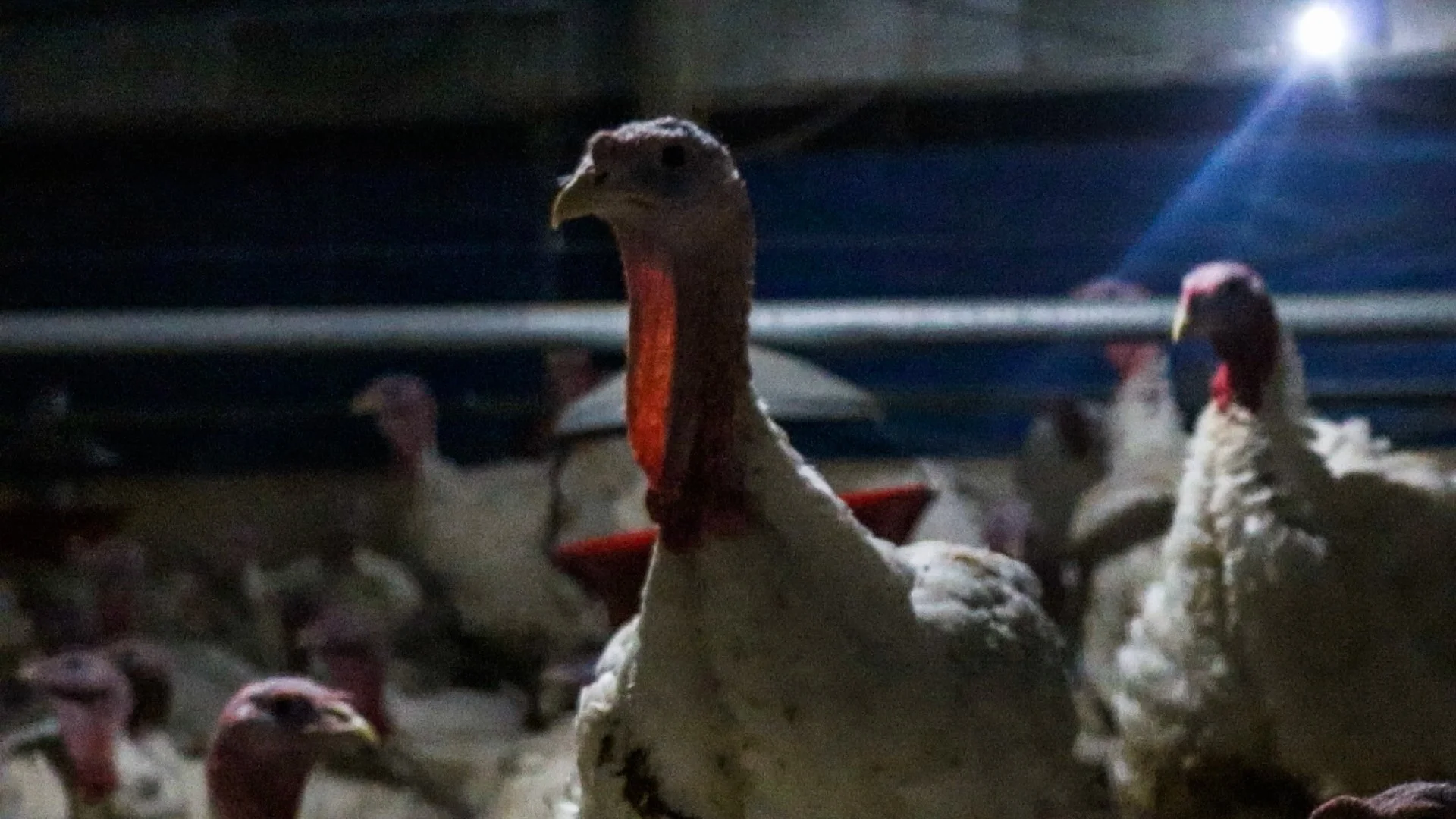 chileturkey-9-of-10jpg.jpg