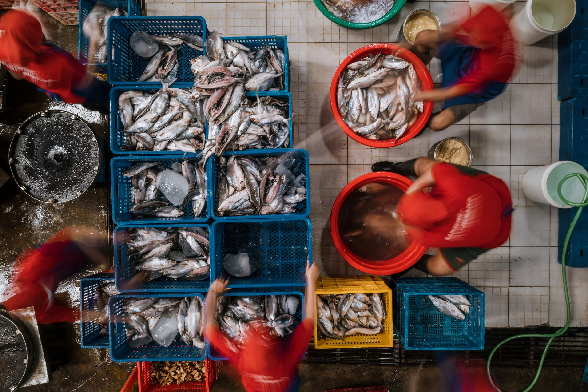 fish farm indonesia-32.jpg