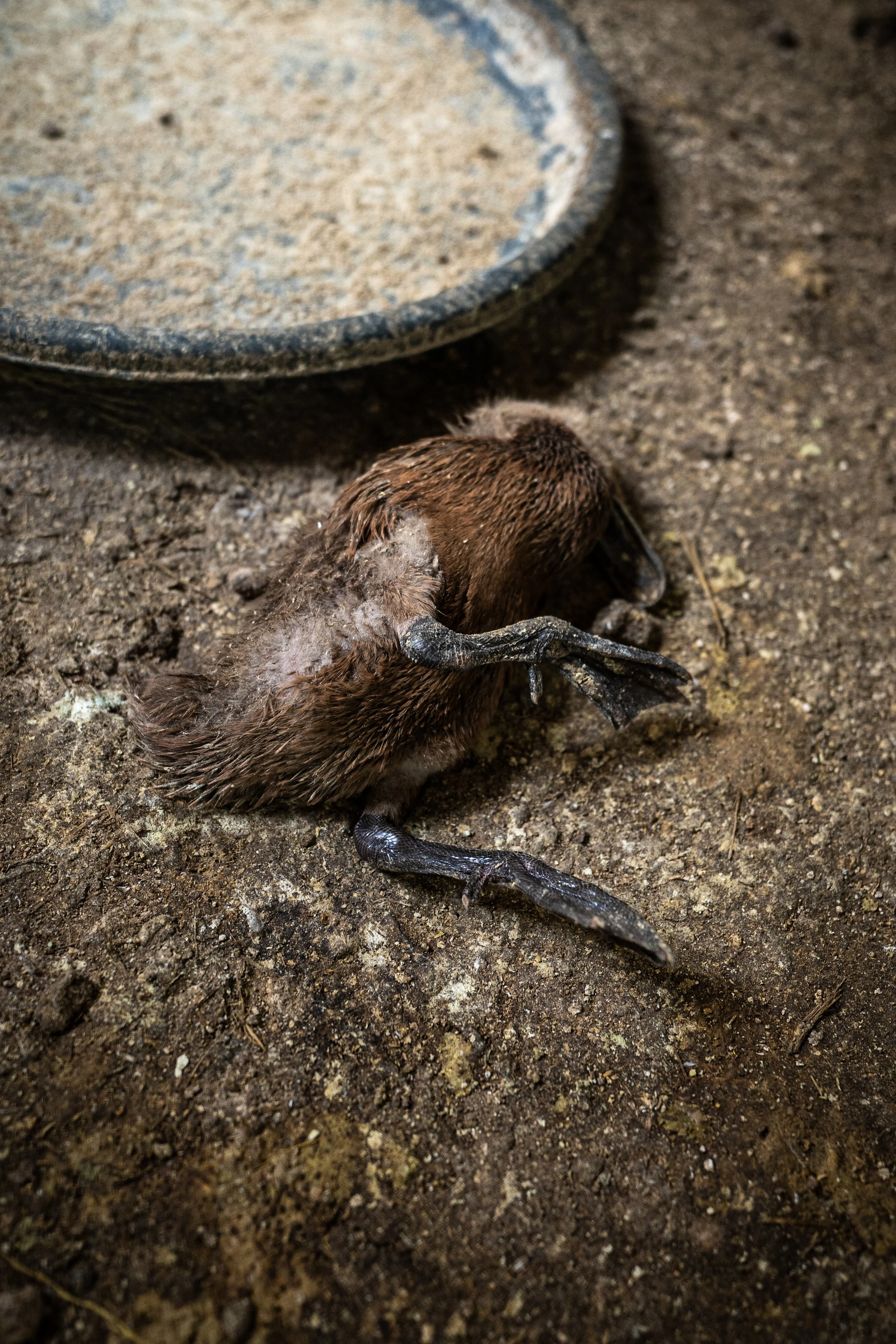 duck farm indonesia-26.jpg