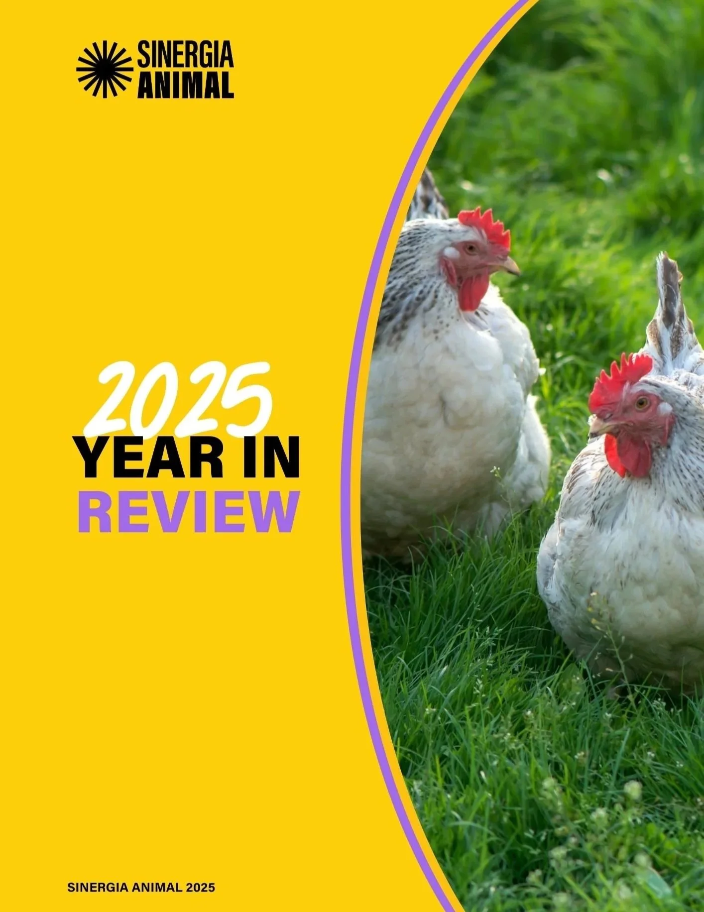 Cover page of a report titled "2025 Year in Review" by Sinergia Animal, featuring chickens in a grassy field.