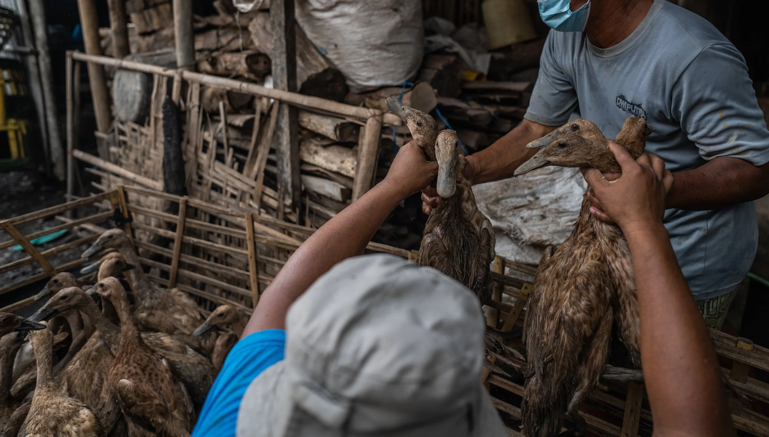 duck farm indonesia-46.jpg