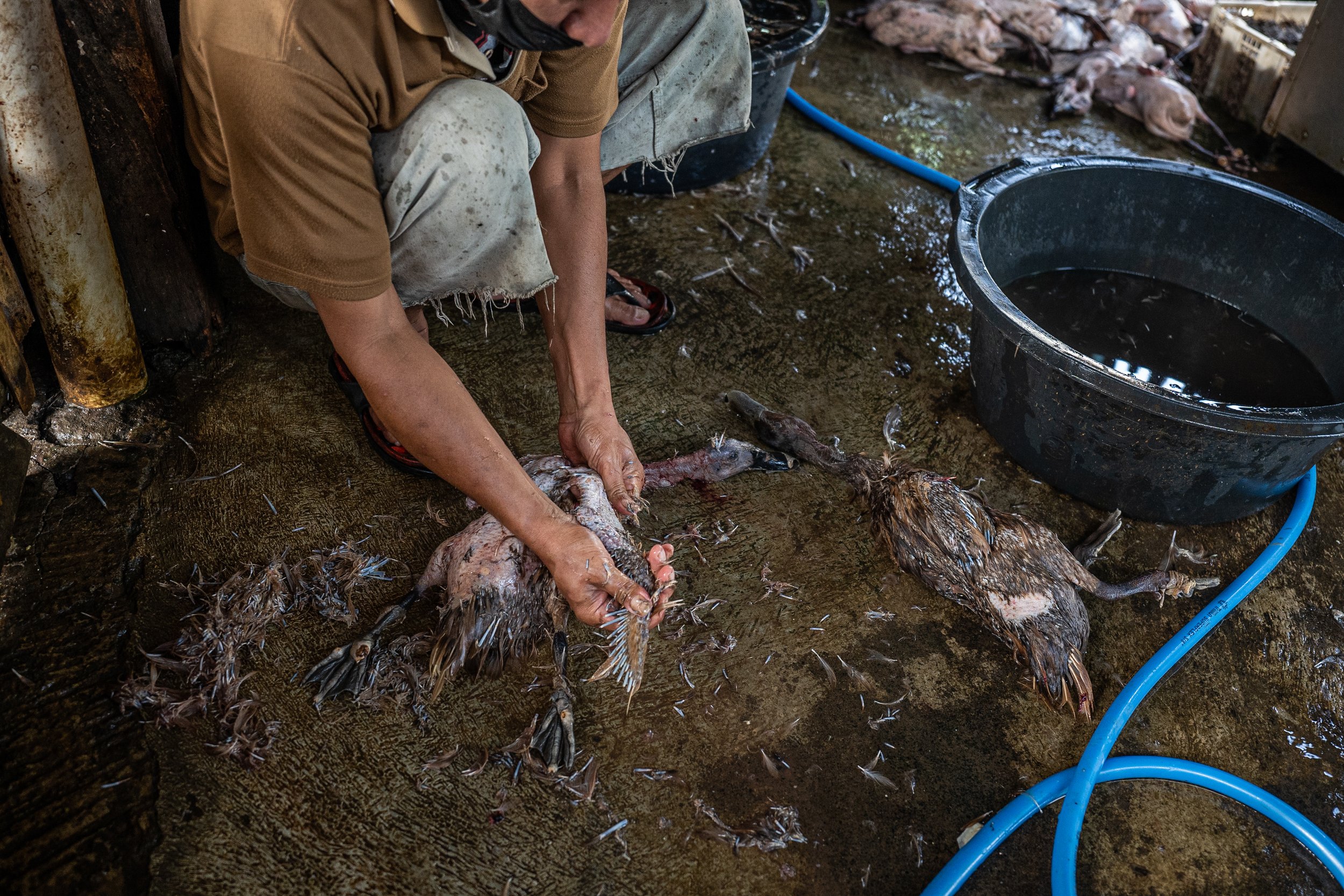 duck farm indonesia-57.jpg
