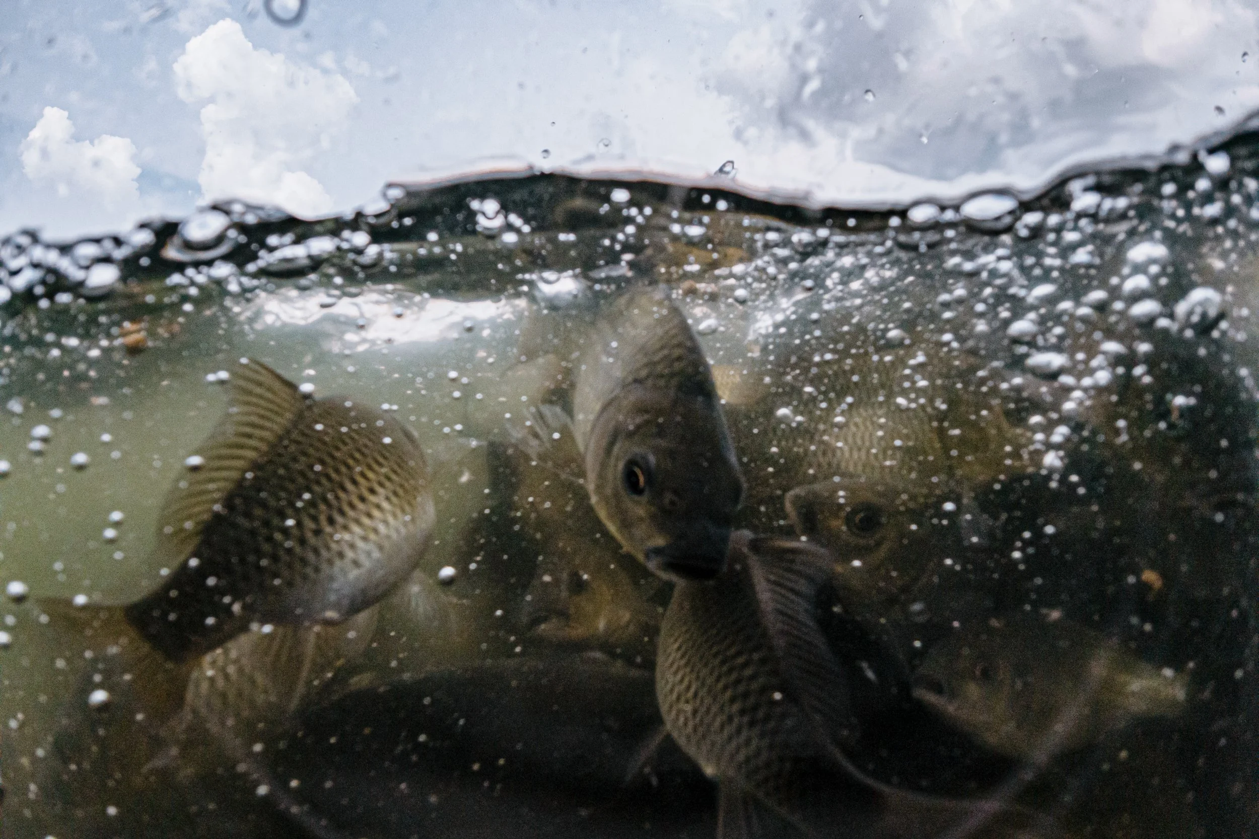 fish farm indonesia-17.jpg