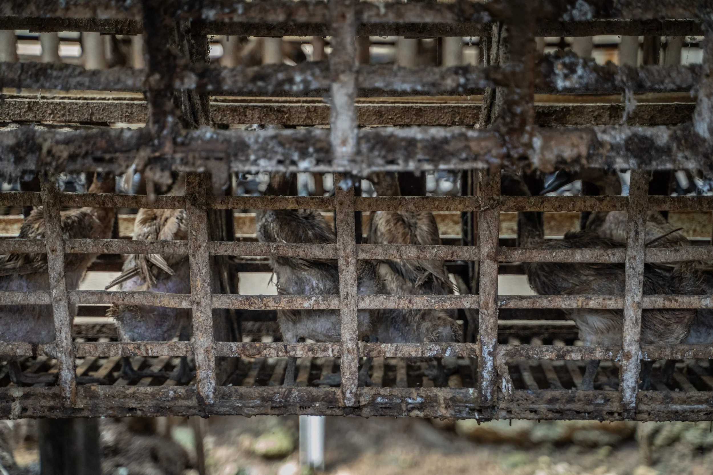 duck farm indonesia-8.jpg