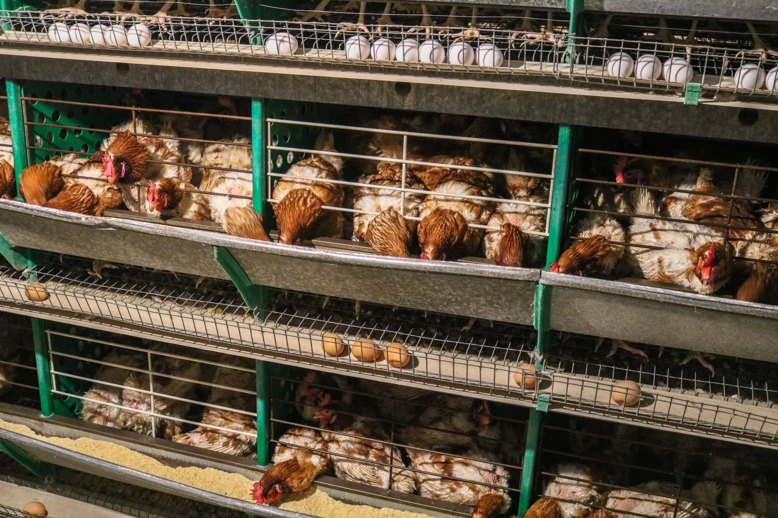 Chilean egg farms (2020)